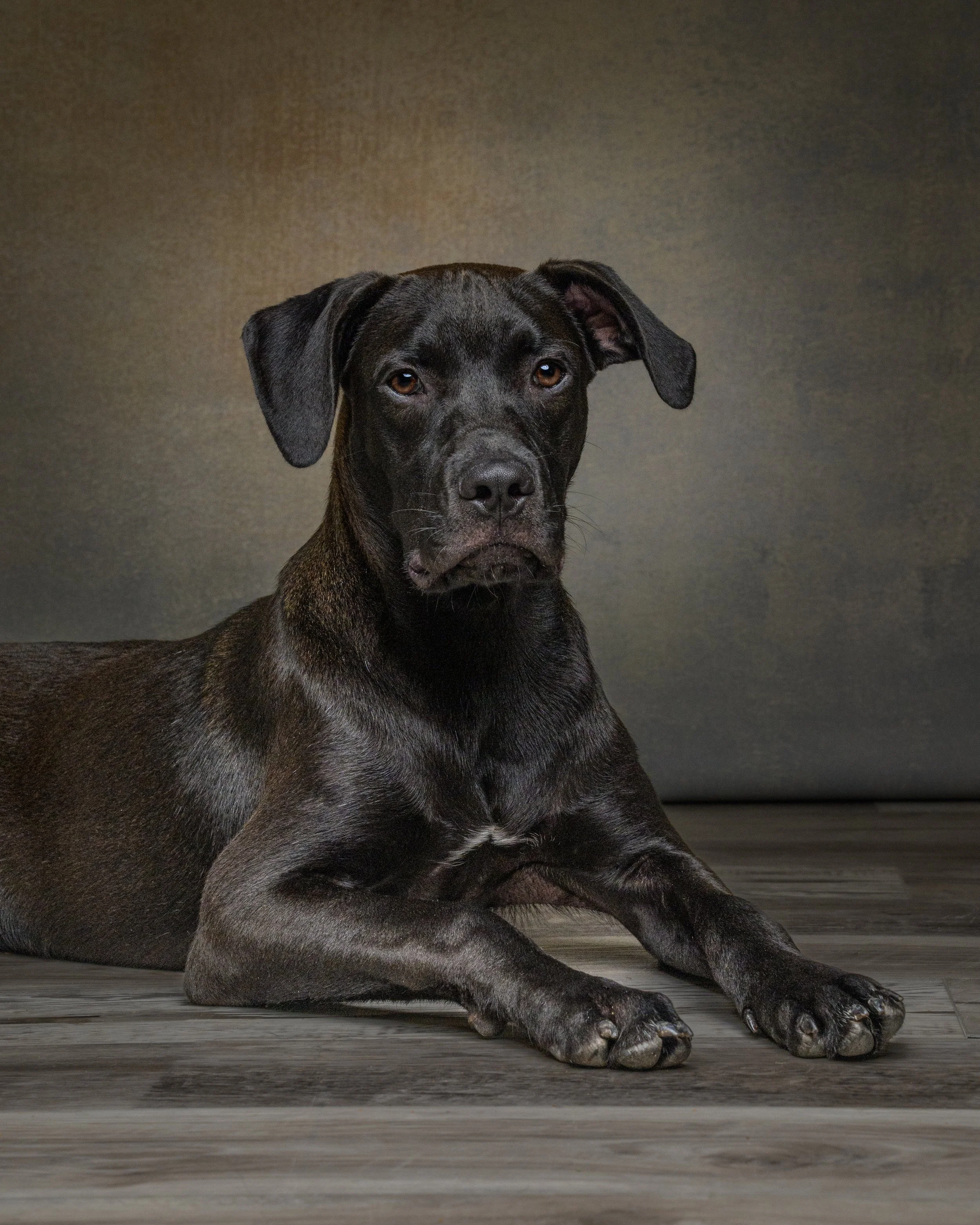 rescue-puppy-fine-art-studio-portrait-carteret-county-nc.jpg