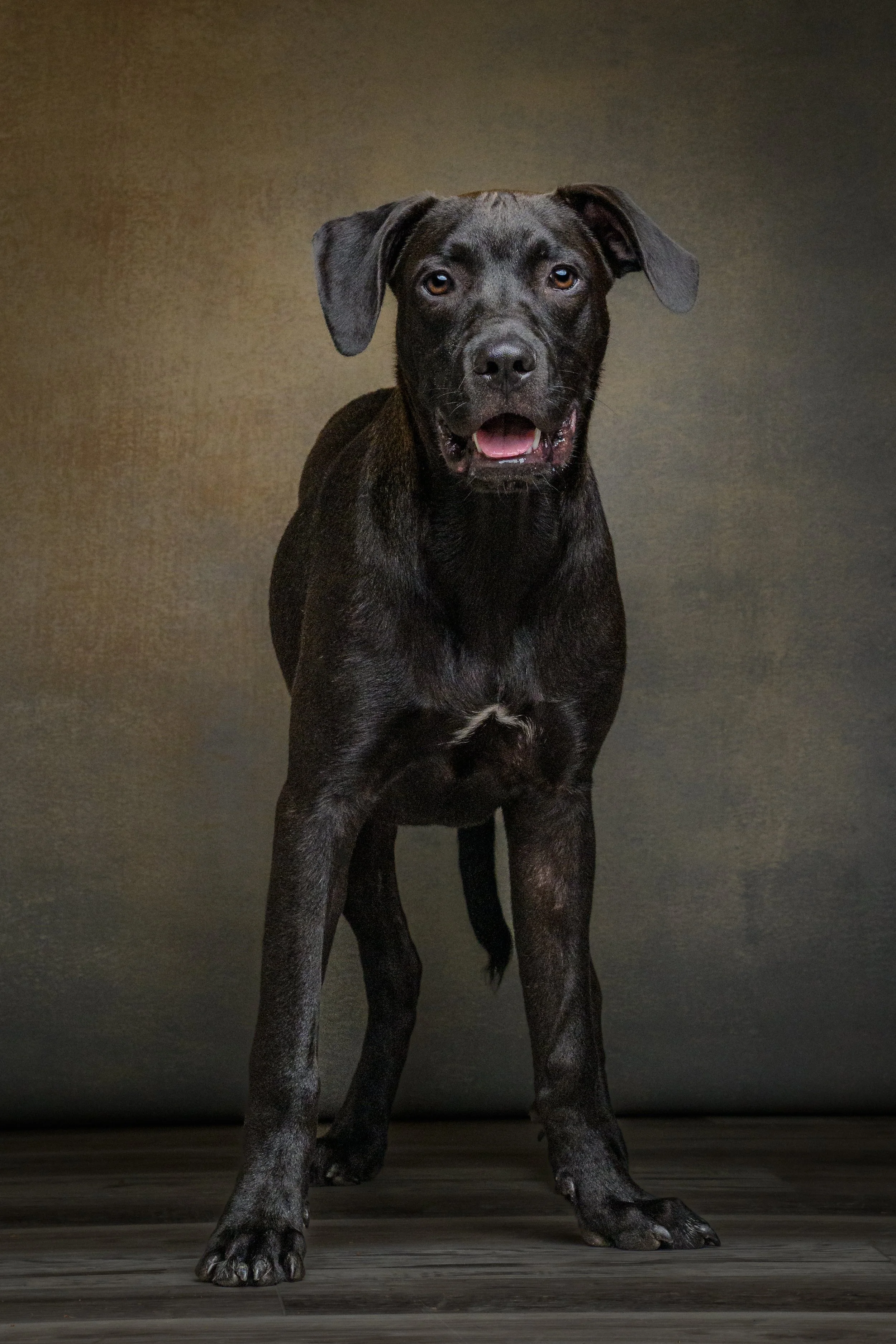 rescue-puppy-standing-fine-art-portrait-carteret-county-nc.jpg