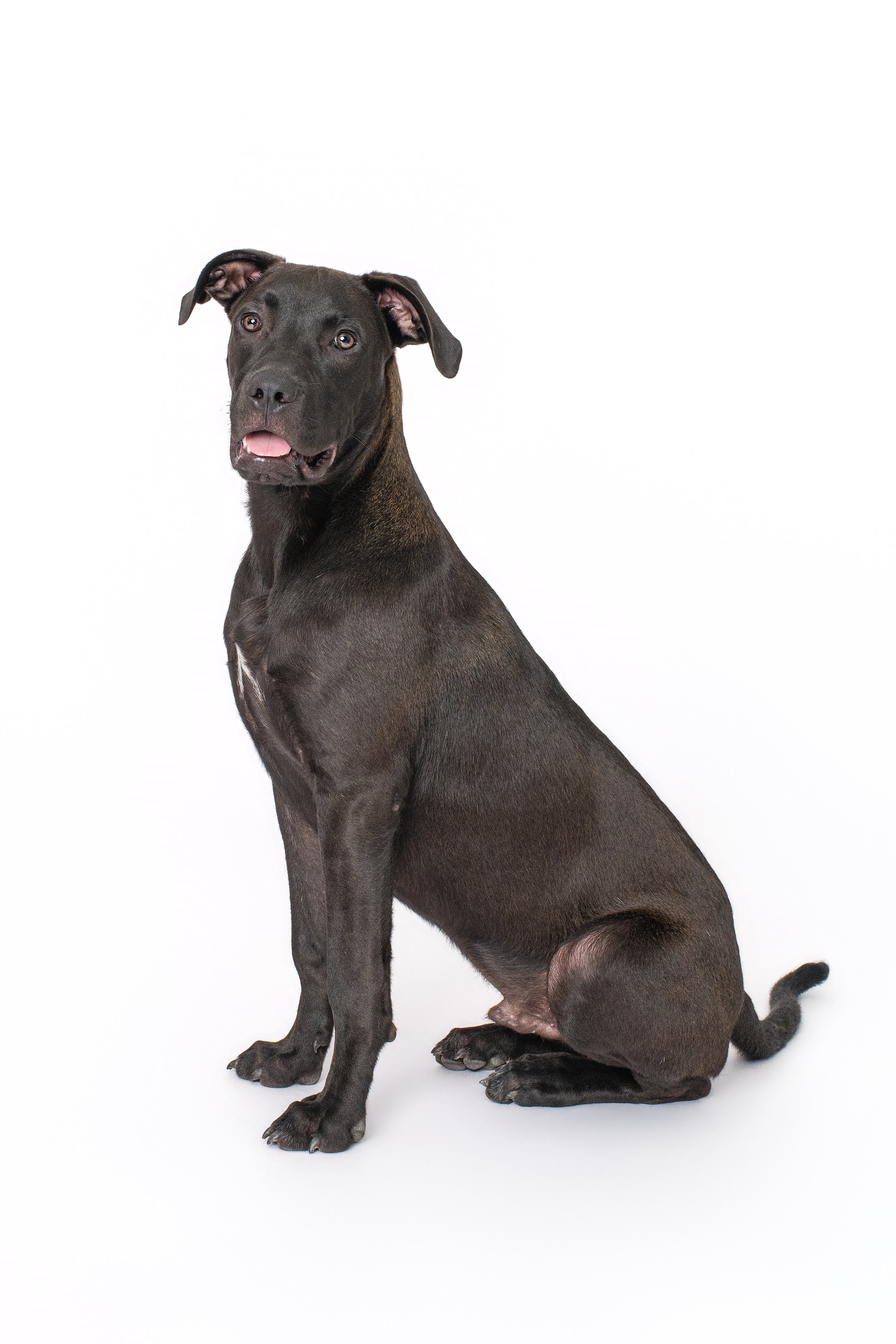 dane-corso-mix-puppy-white-background-portrait-carteret-county-nc.jpg