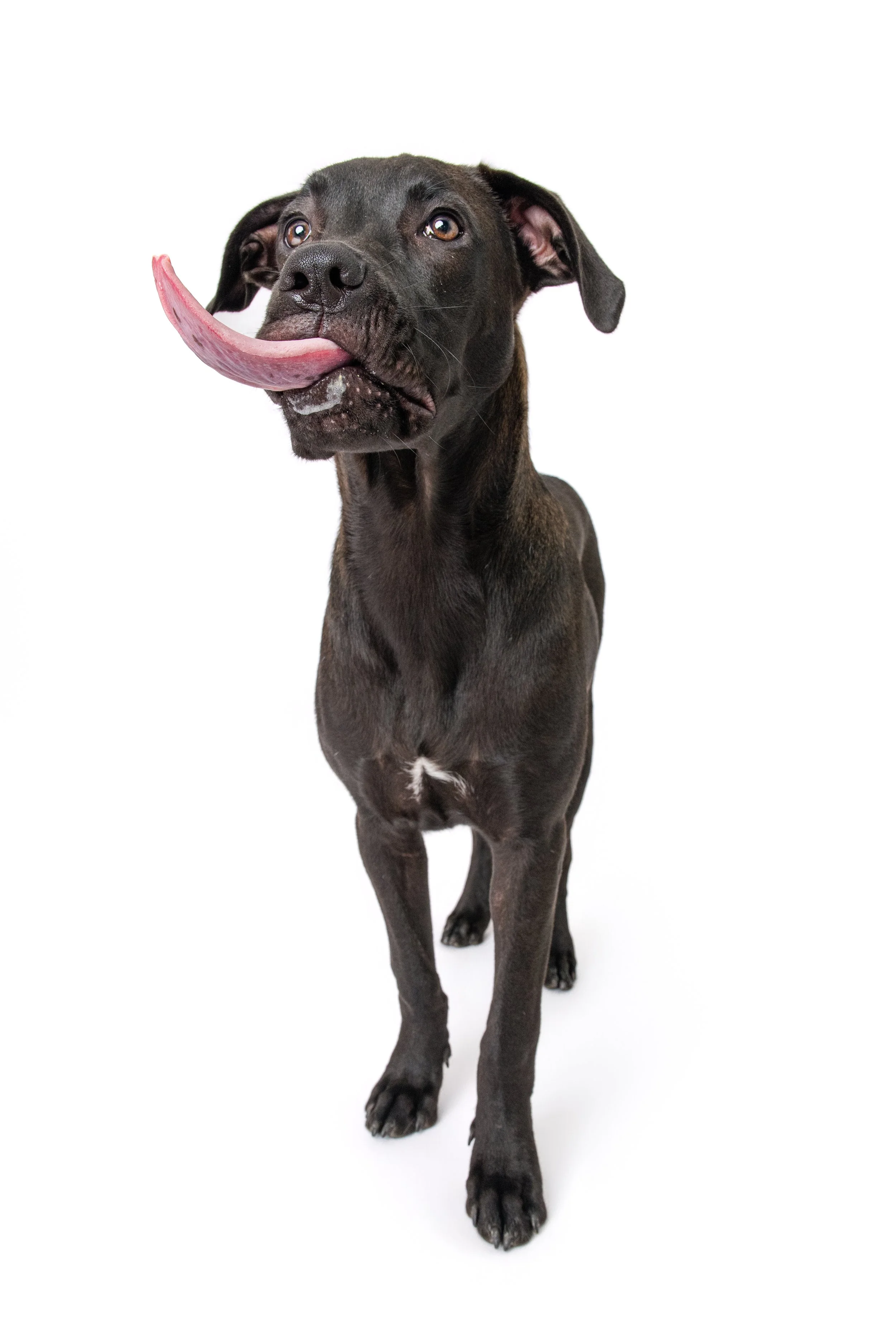rescue-puppy-funny-tongue-white-background-carteret-county-nc.jpg