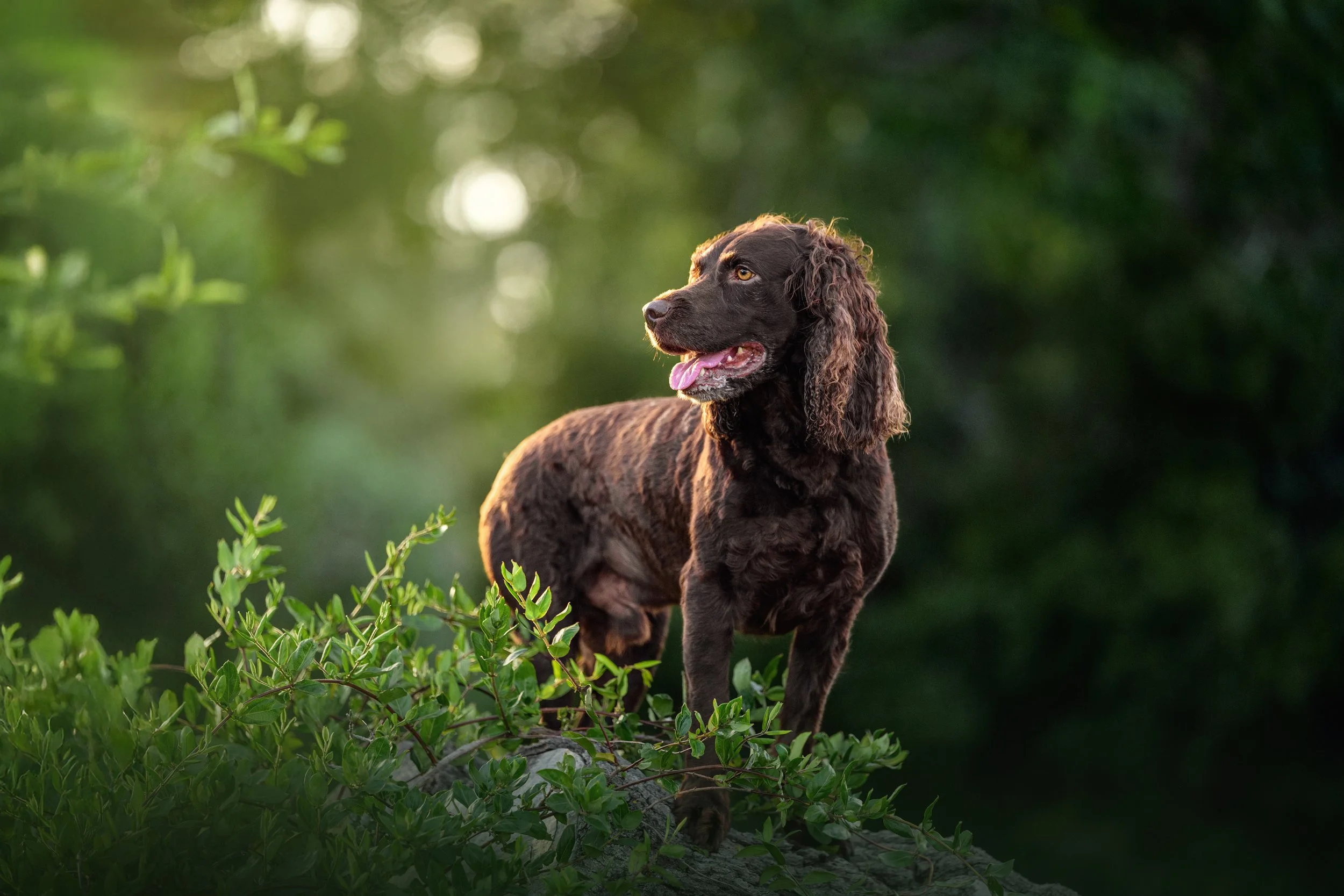 A Boykin Spaniel stands on a rock surrounded by green foliage in warm golden backlight, alert expression and tongue out, photographed by Crystal Coast Dog Photography in North Carolina.
