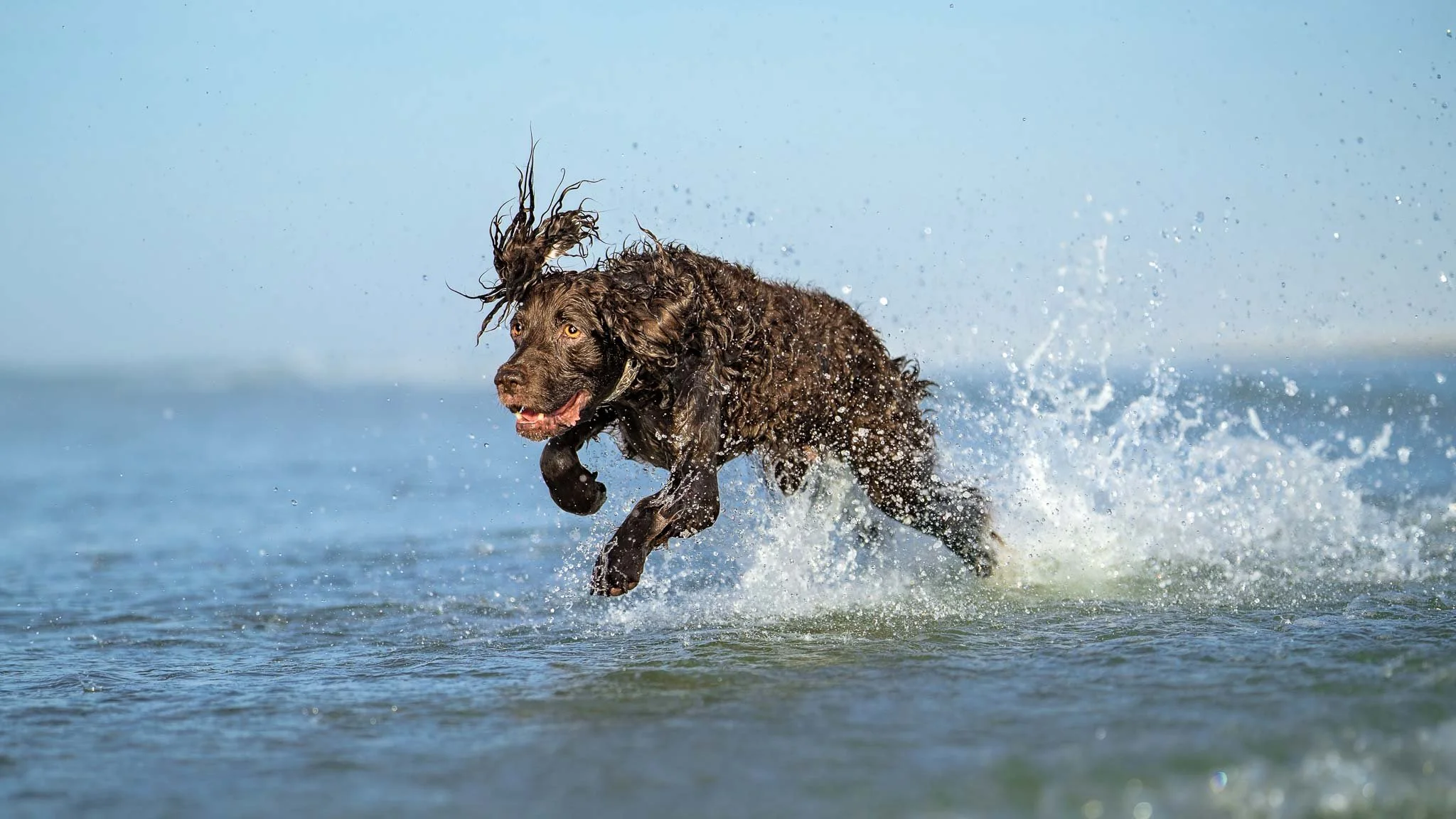 A soaking wet Boykin Spaniel leaps through ocean water at full speed, fur flying and water spraying in every direction, photographed by Crystal Coast Dog Photography on the Crystal Coast of North Carolina.