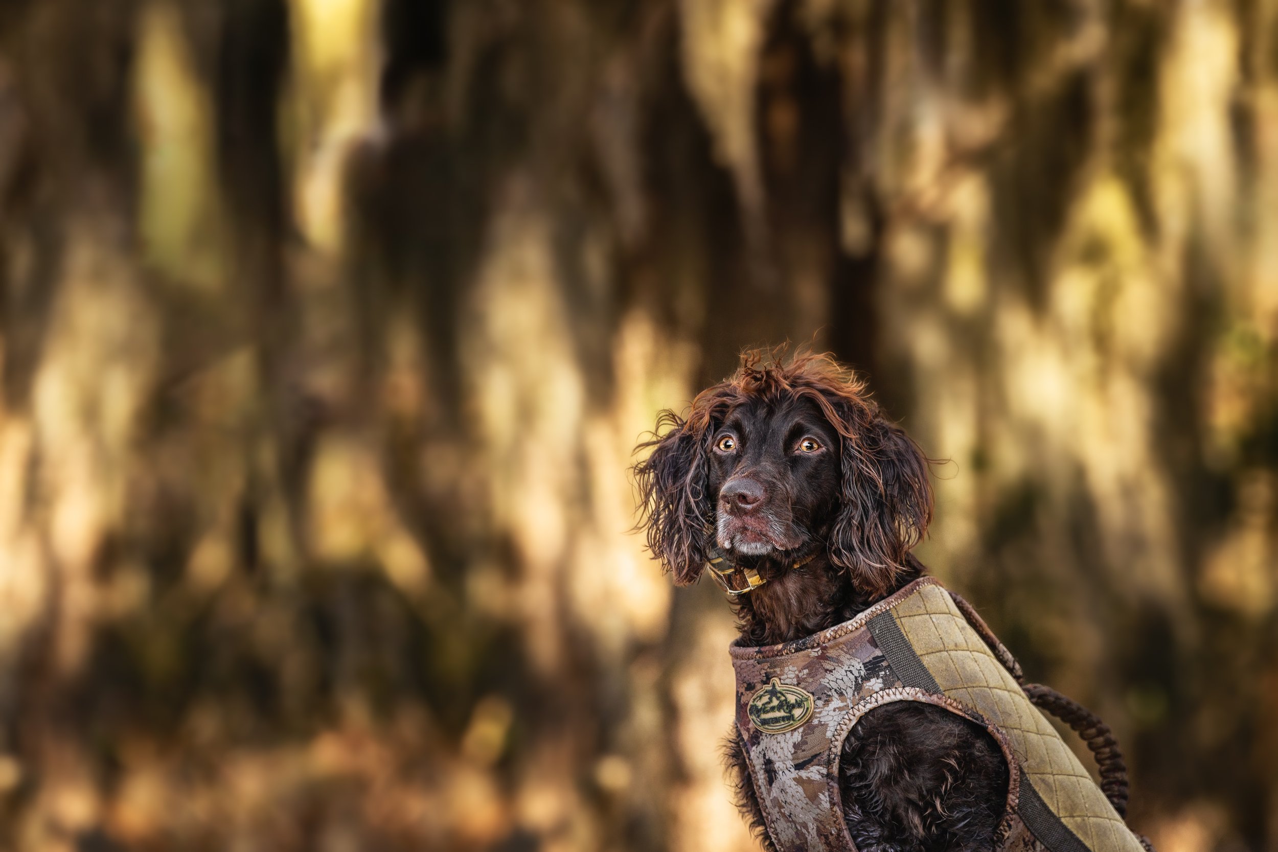 A Boykin Spaniel wearing a camouflage hunting vest sits alert among Spanish moss-draped trees during a duck hunt in Aurora, North Carolina, photographed by Crystal Coast Dog Photography.