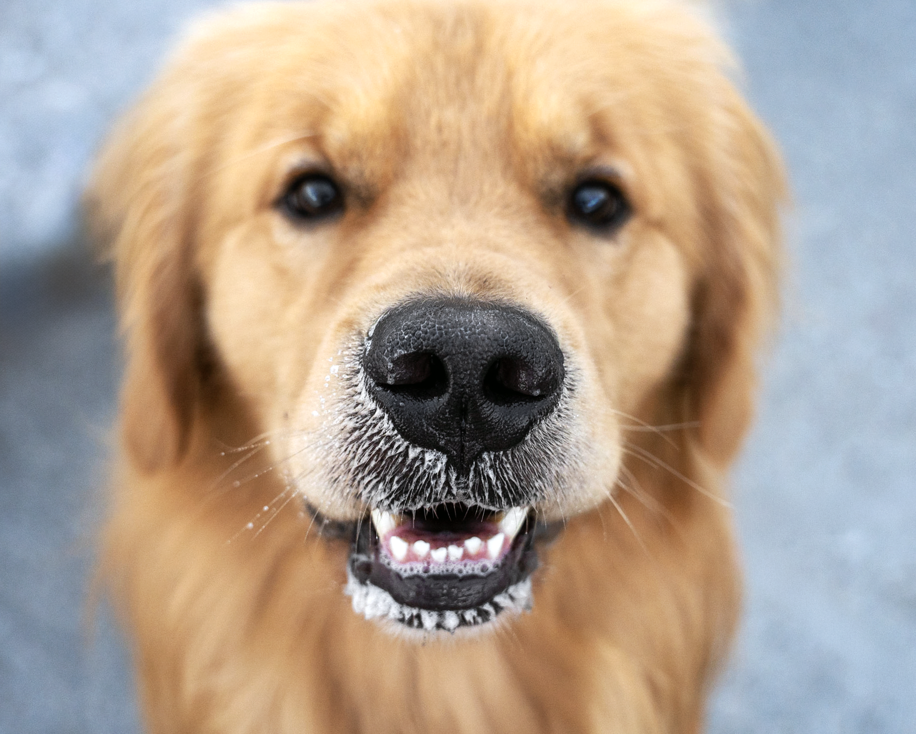 An extreme close-up portrait of a Golden Retriever's face, nose and happy expression filling the frame, photographed by Crystal Coast Dog Photography.