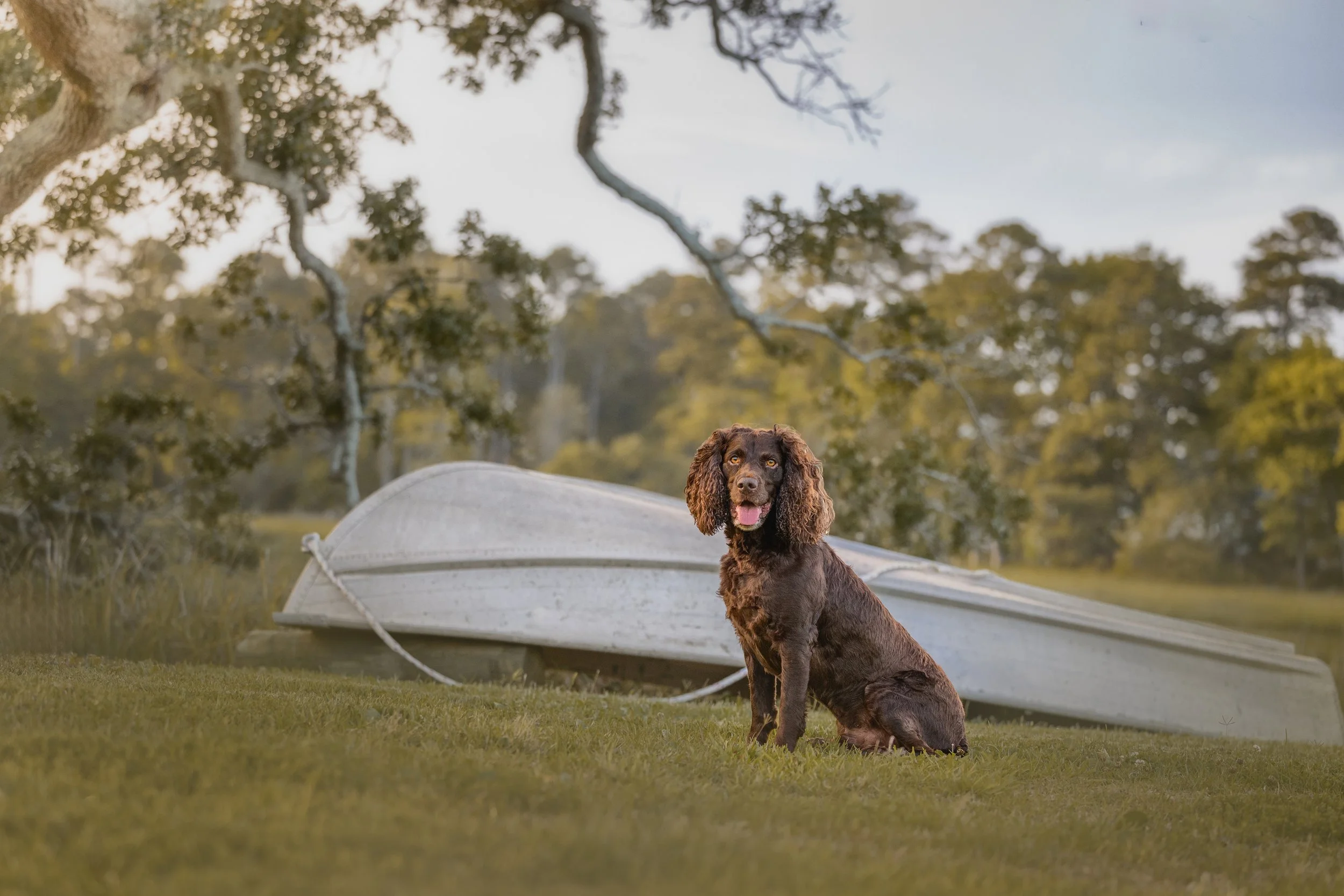 A Boykin Spaniel sits in the grass in front of an overturned white boat beneath sprawling live oak trees in soft morning light, photographed by Jennifer Wakefield Photography in Morehead City, North Carolina.