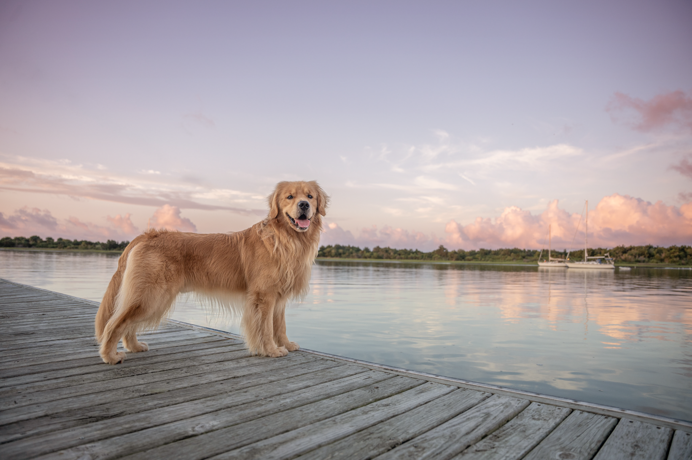 A Golden Retriever stands on a wooden dock at sunset with calm water and soft pink clouds reflected behind them, photographed by Crystal Coast Dog Photography in coastal North Carolina.