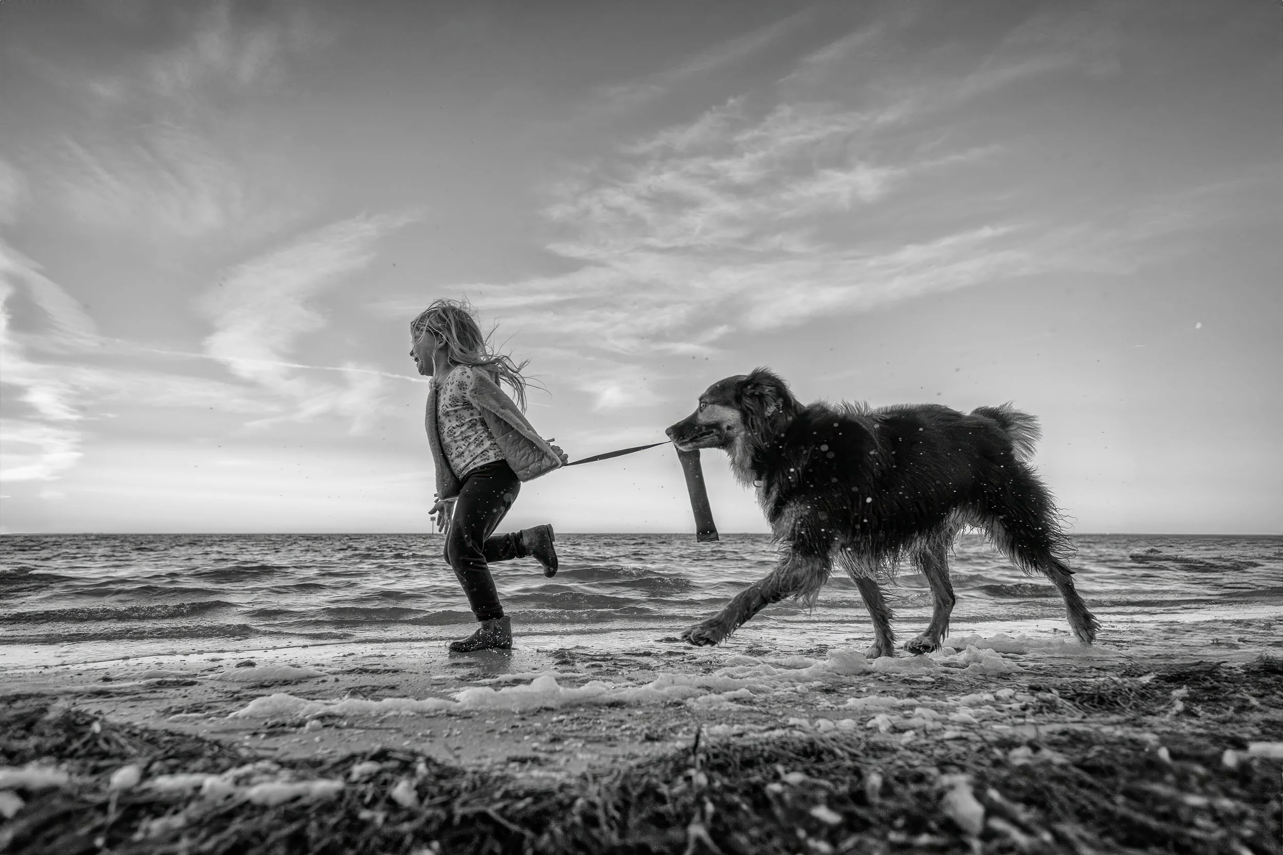 lilttle girl with a tug tog that her Australian Shepherd has the other end to. they are running along the seashore. The image is in black-and-white.