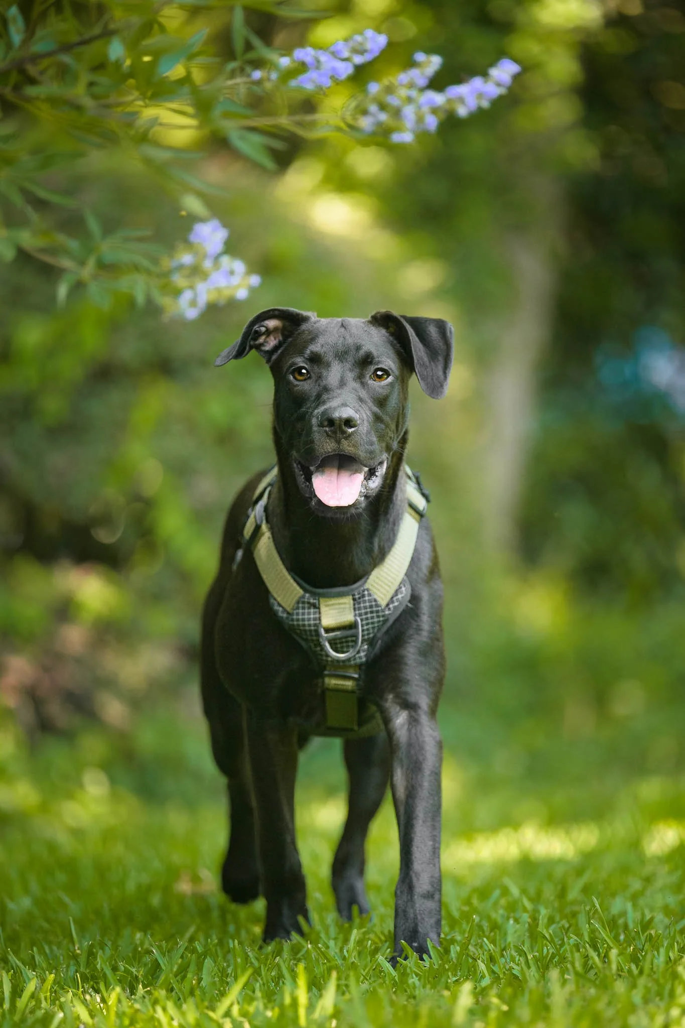 A black Cane Corso mix puppy stands in profile with his tongue out along a garden path during a portrait session in Newport, North Carolina.