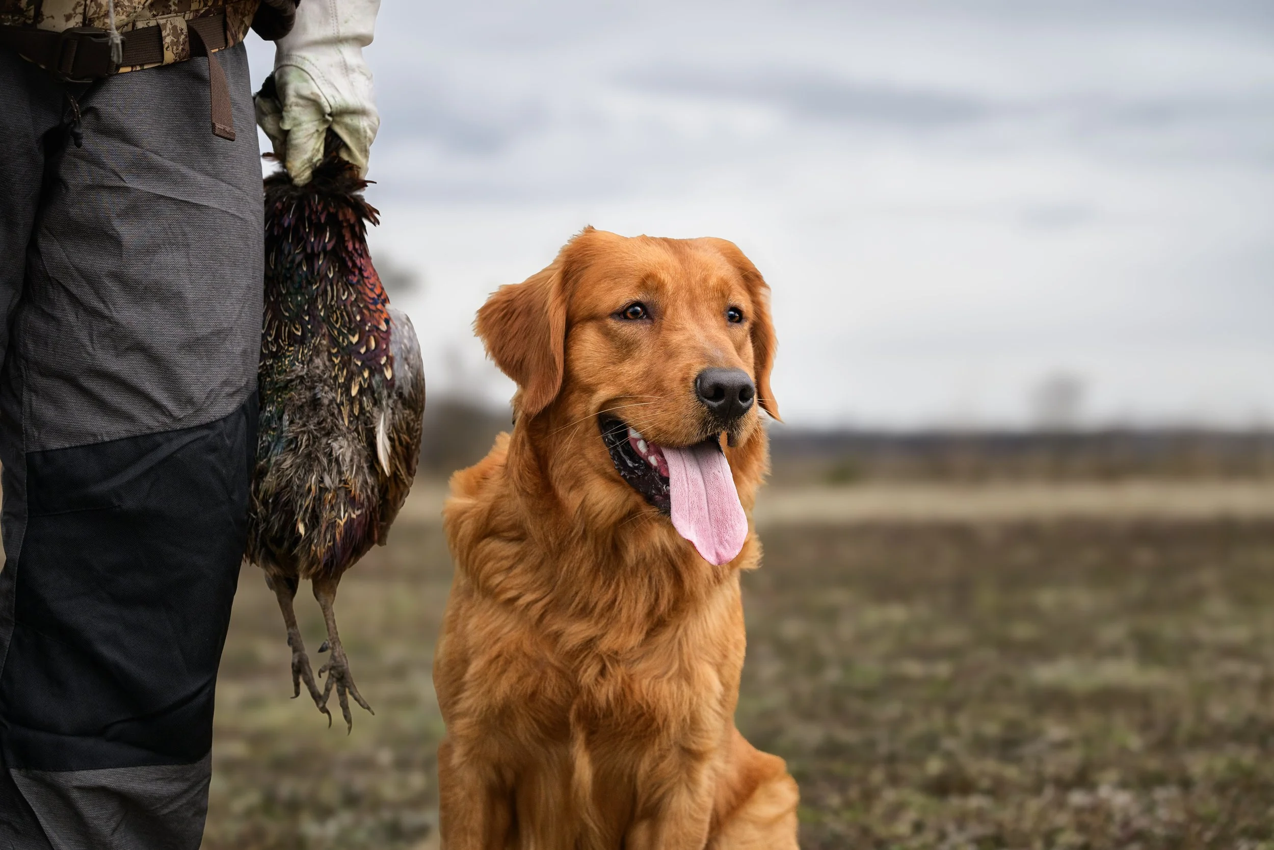 A Golden Retriever sits beside a hunter holding a pheasant in an open field, capturing the working partnership between a sporting dog and their person, photographed by Crystal Coast Dog Photography.