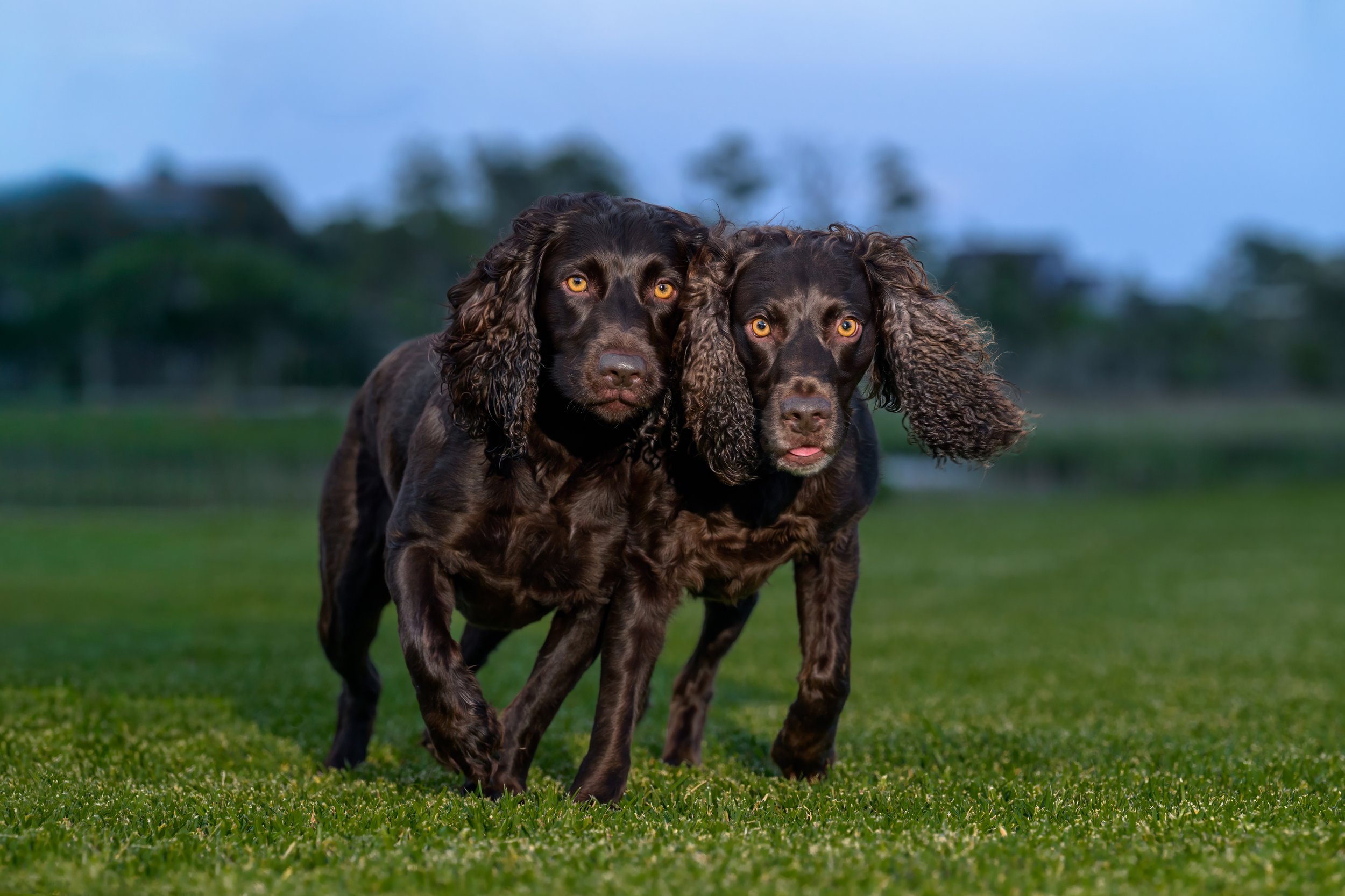 Two Boykin Spaniels with matching amber eyes walk side by side toward the camera across a green field at dusk, photographed by Crystal Coast Dog Photography on the Crystal Coast of North Carolina.