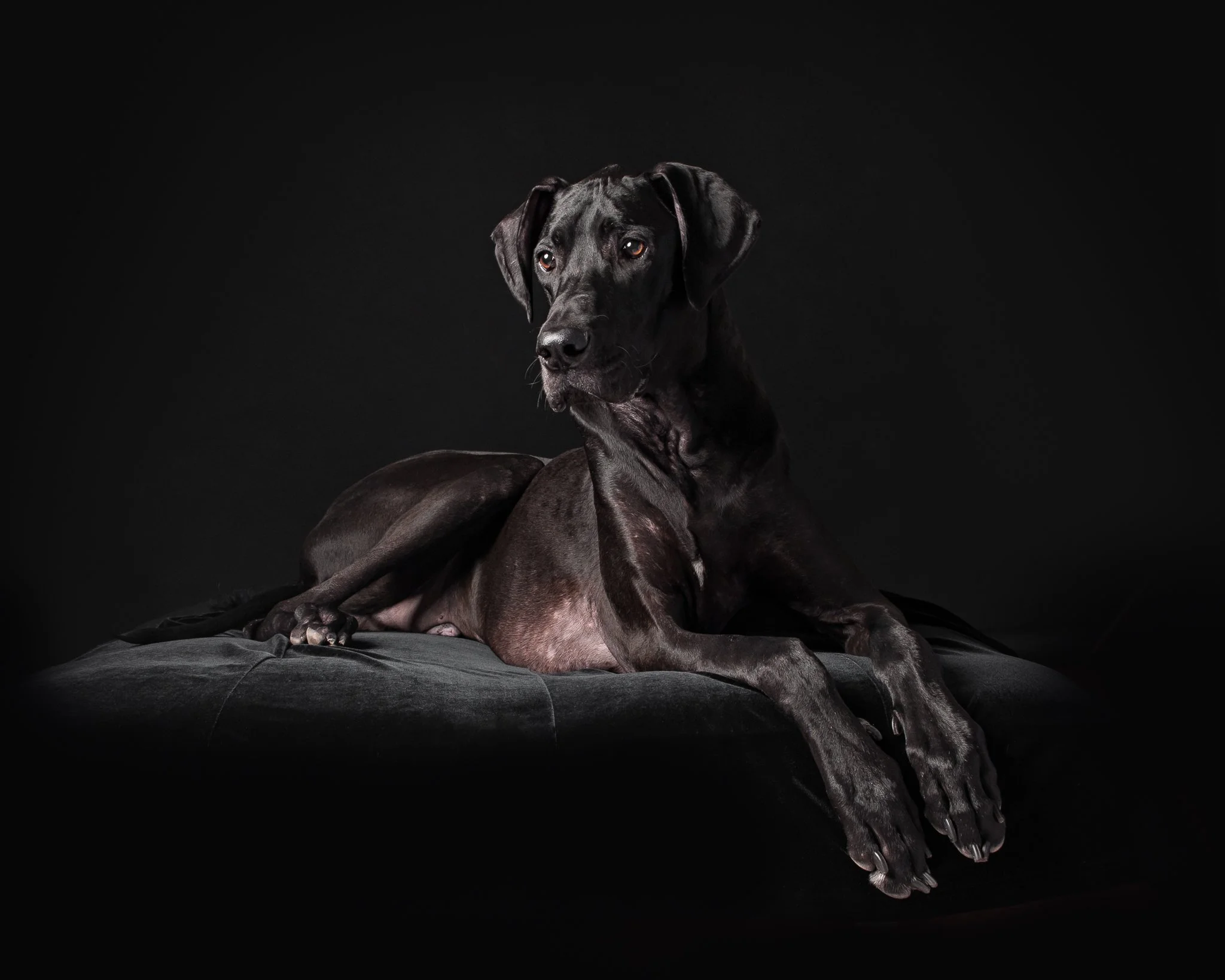 Black Great Dane lying gracefully on a dark velvet ottoman in a studio setting with soft, dramatic lighting highlighting his face and front legs against a black background.