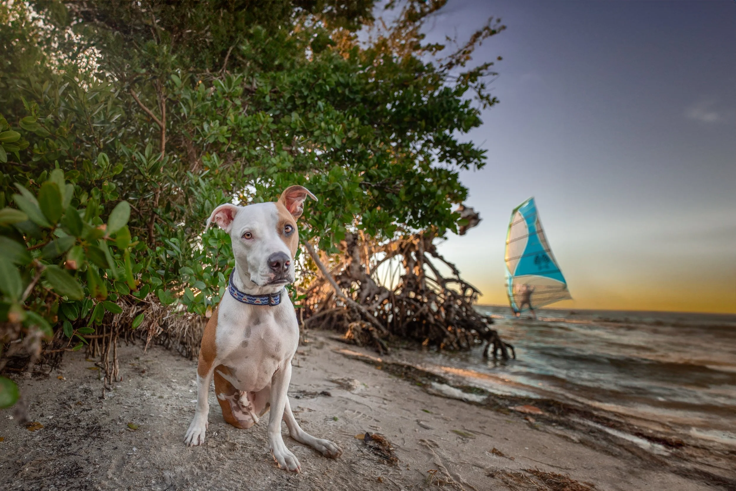 tan and white dog sitting at the end of the beach with green trees and branches behind him. You can sit the water at the end of the sand and in the background someone wind surfing.