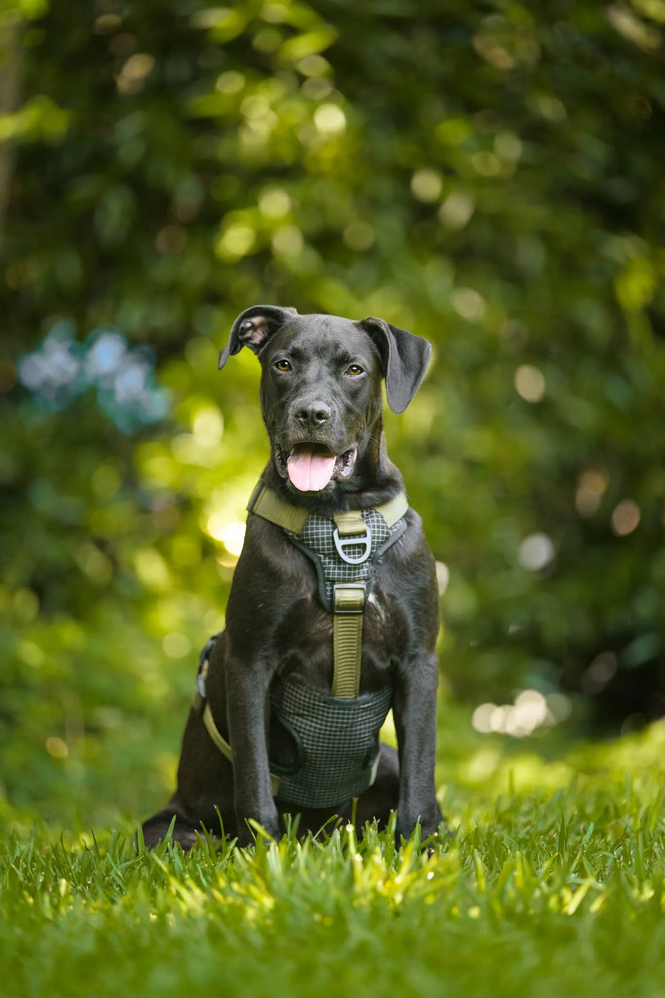 An adoptable Great Dane and Cane Corso mix puppy sits in the grass with his tongue out during an outdoor portrait session at Carolina Home and Garden in Newport, North Carolina.