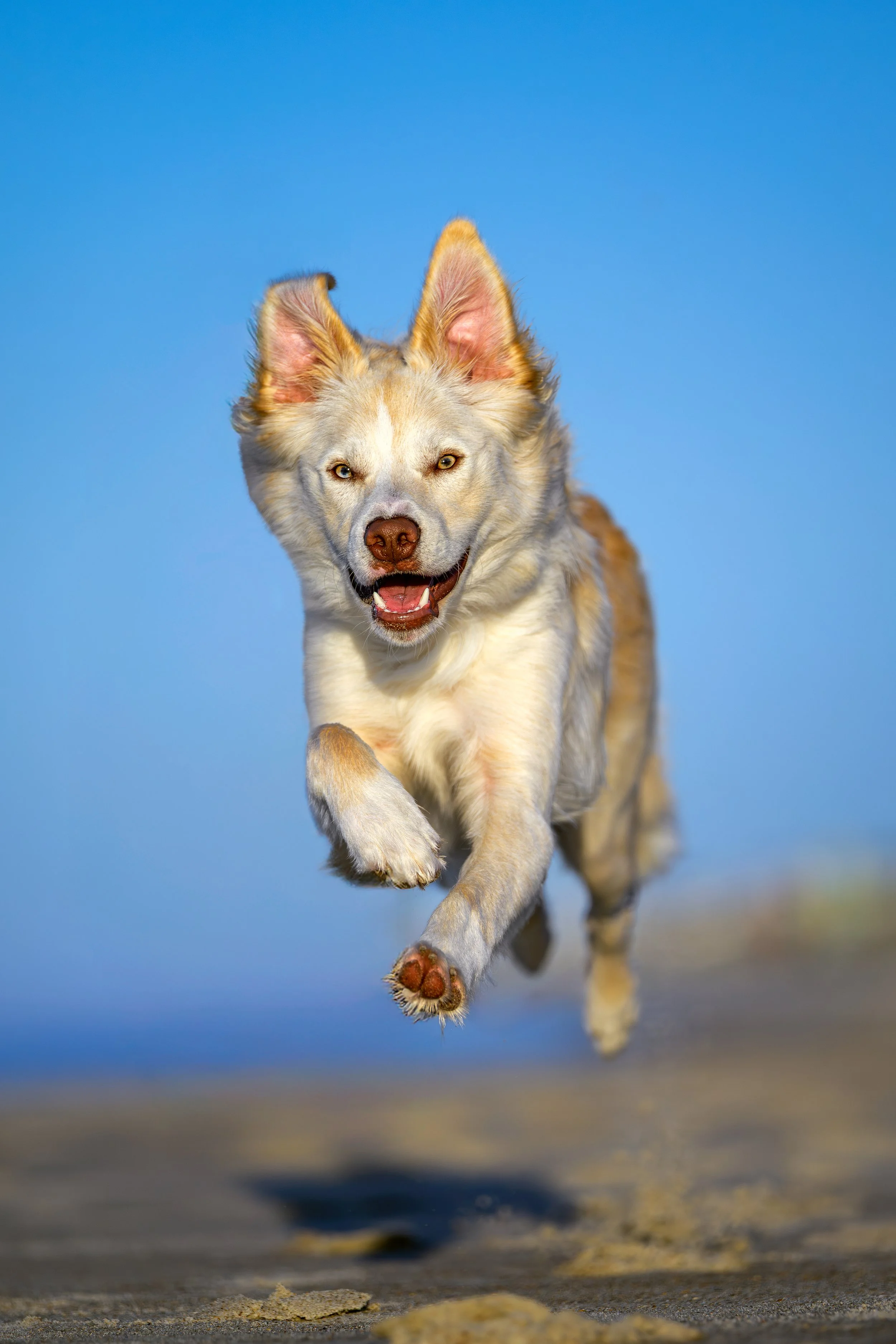 An EE red Border Collie runs full speed toward the camera against a bright blue sky, paws off the ground and ears back, photographed by Crystal Coast Dog Photography.