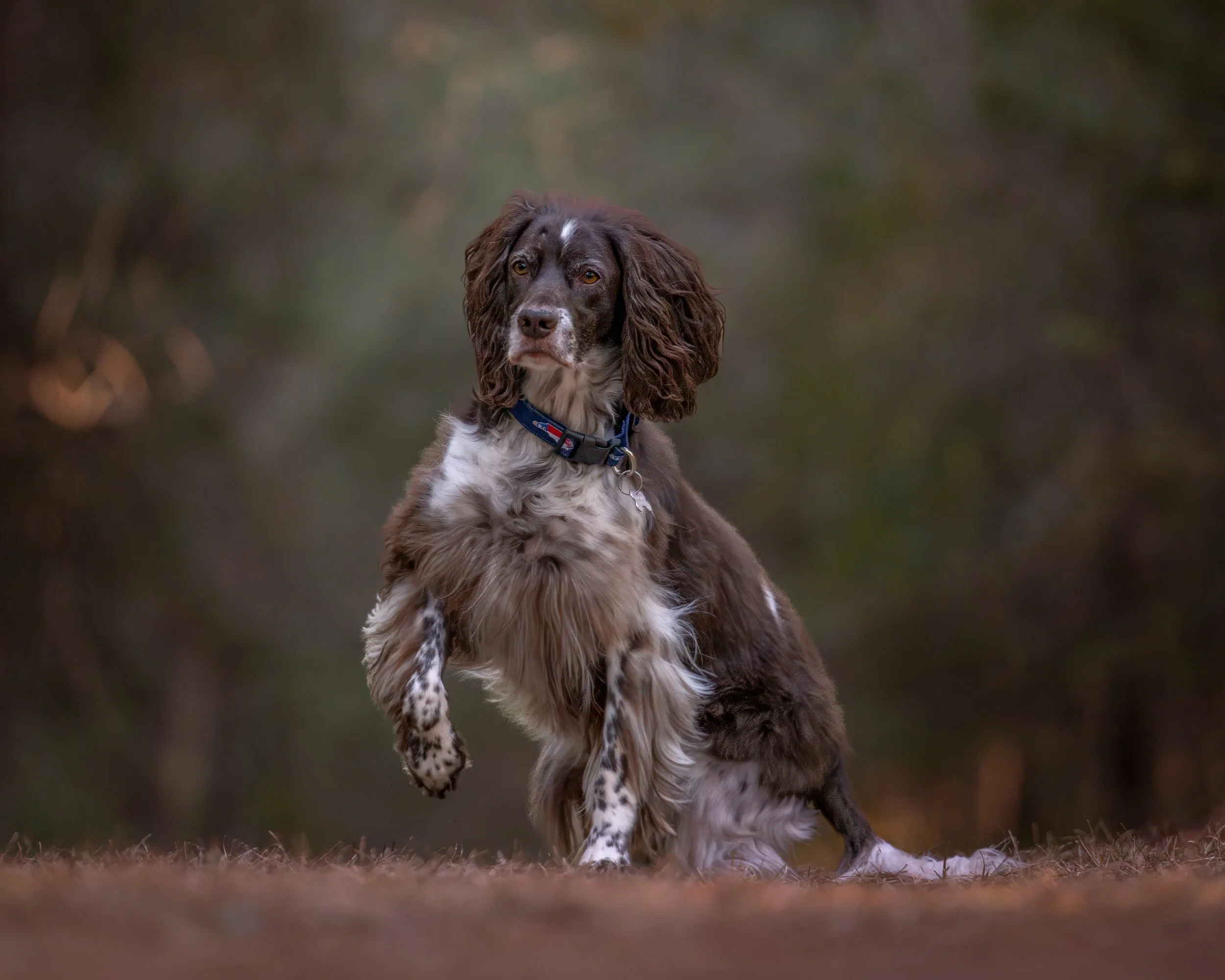 French spaniel, brown and white, sitting on a trail in the woods