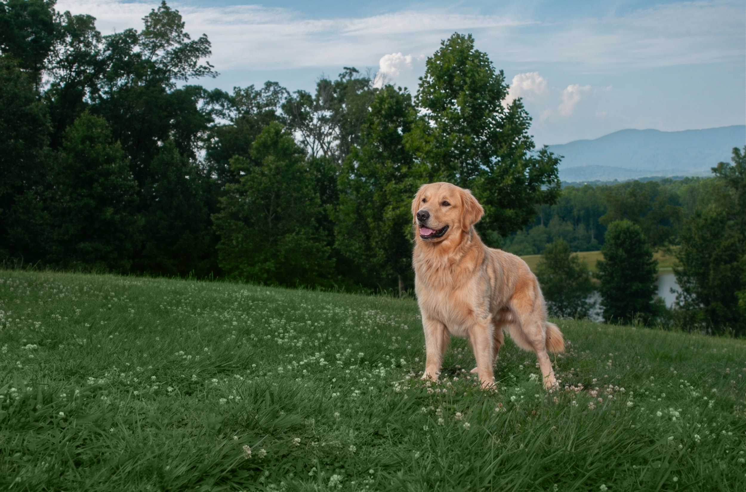A Golden Retriever stands in a green flowering field with a backdrop of blue mountains and distant water, photographed during an outdoor portrait session with Crystal Coast Dog Photography.