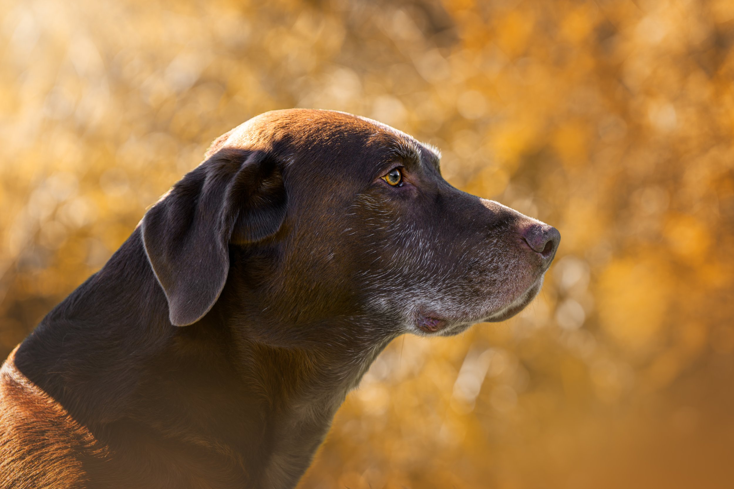 Older chocolate Labrador retriever in profile, looking calmly into the distance with warm golden autumn light and soft blurred foliage behind him. His gray muzzle and gentle expression are highlighted by the sunlight.