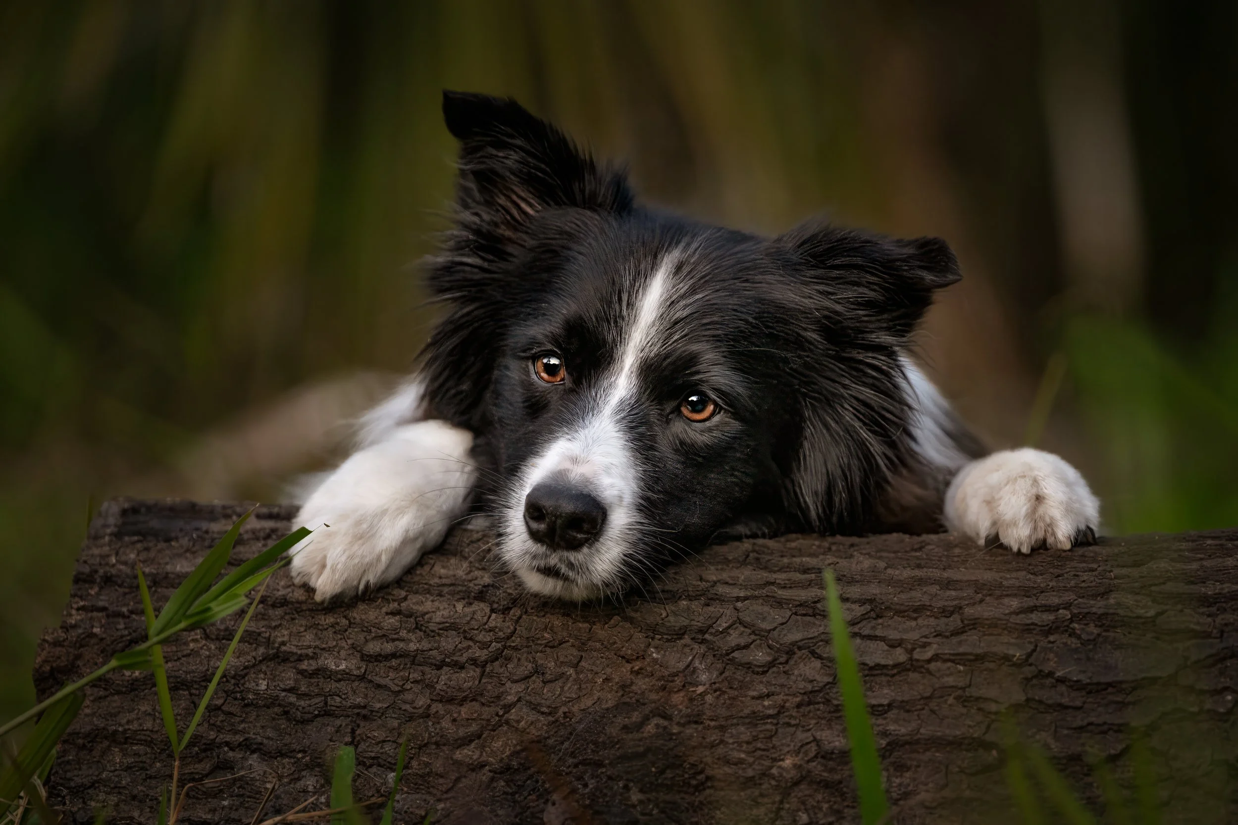 A black and white Border Collie rests their chin on a mossy log with an intense, soulful gaze, photographed by Crystal Coast Dog Photography.