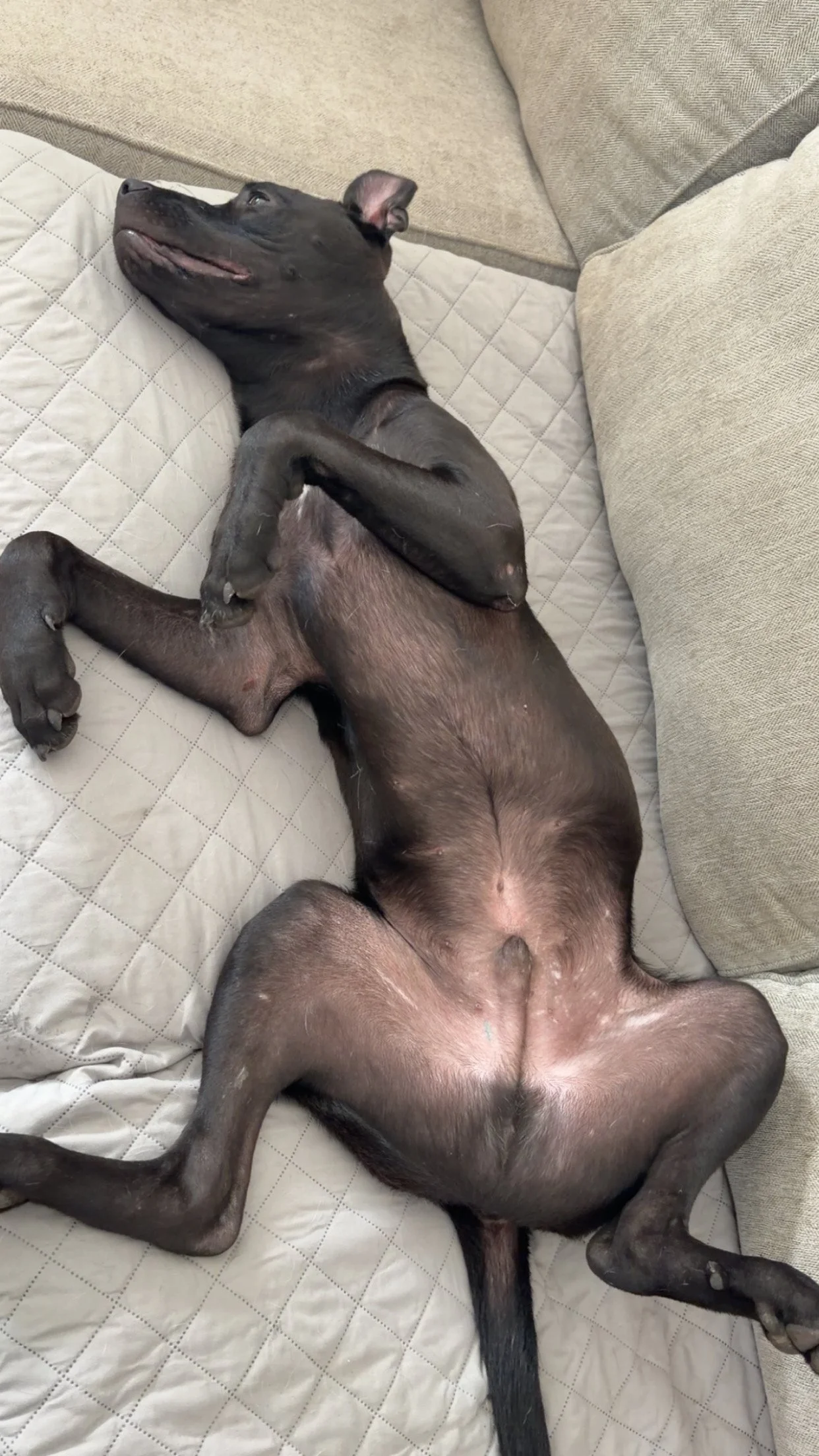 A black Great Dane and Cane Corso mix puppy after his portrait session in coastal North Carolina.