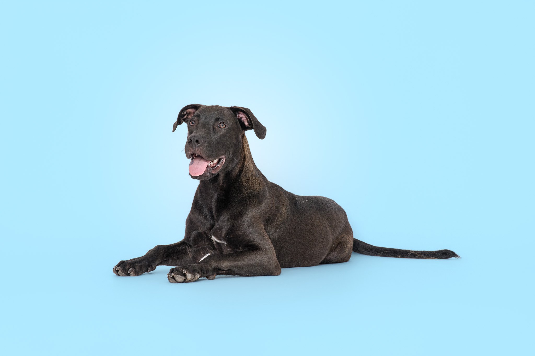 A black rescue puppy lies down with his tongue out during a studio portrait session in coastal North Carolina.