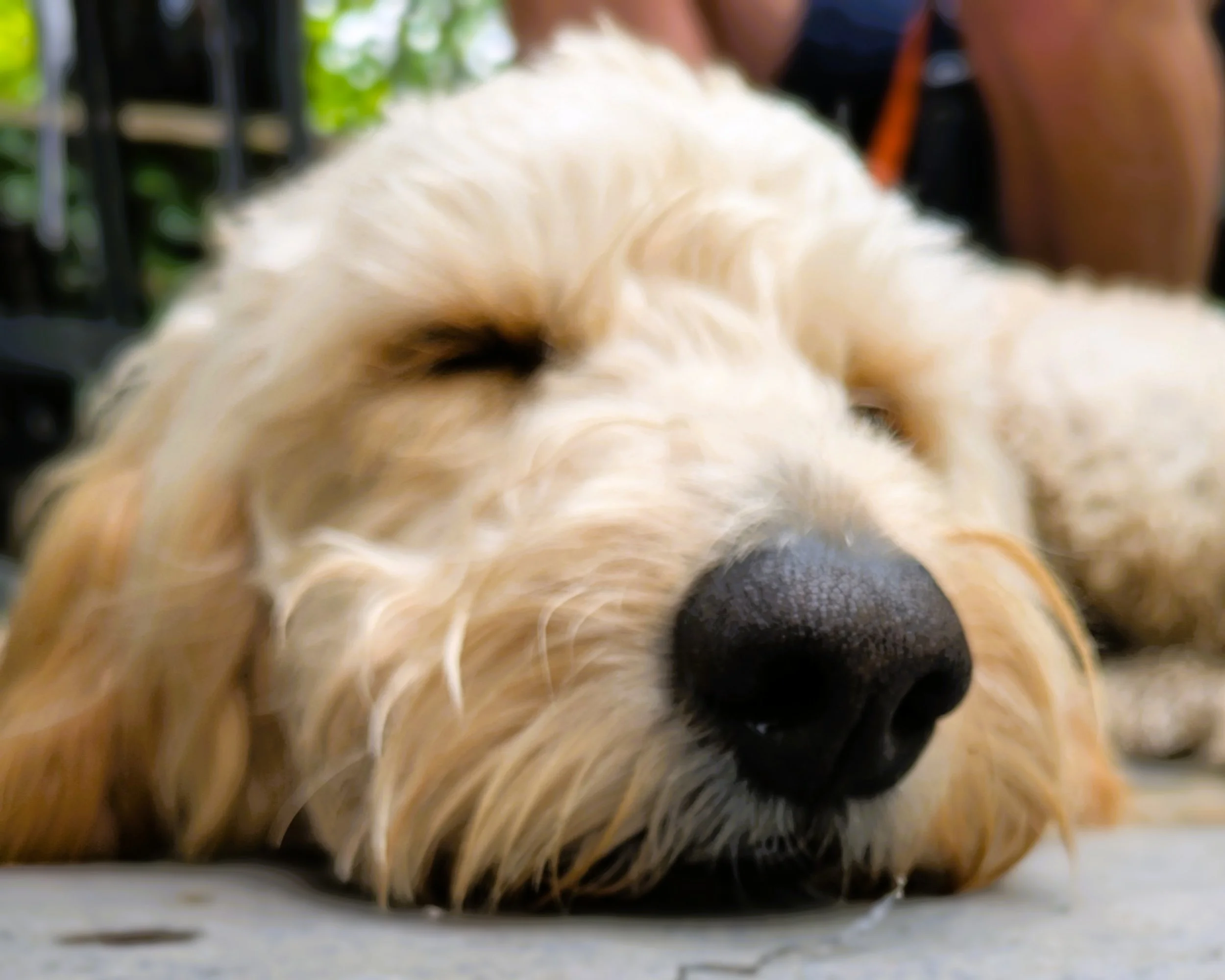 phoitograph of a tired dog