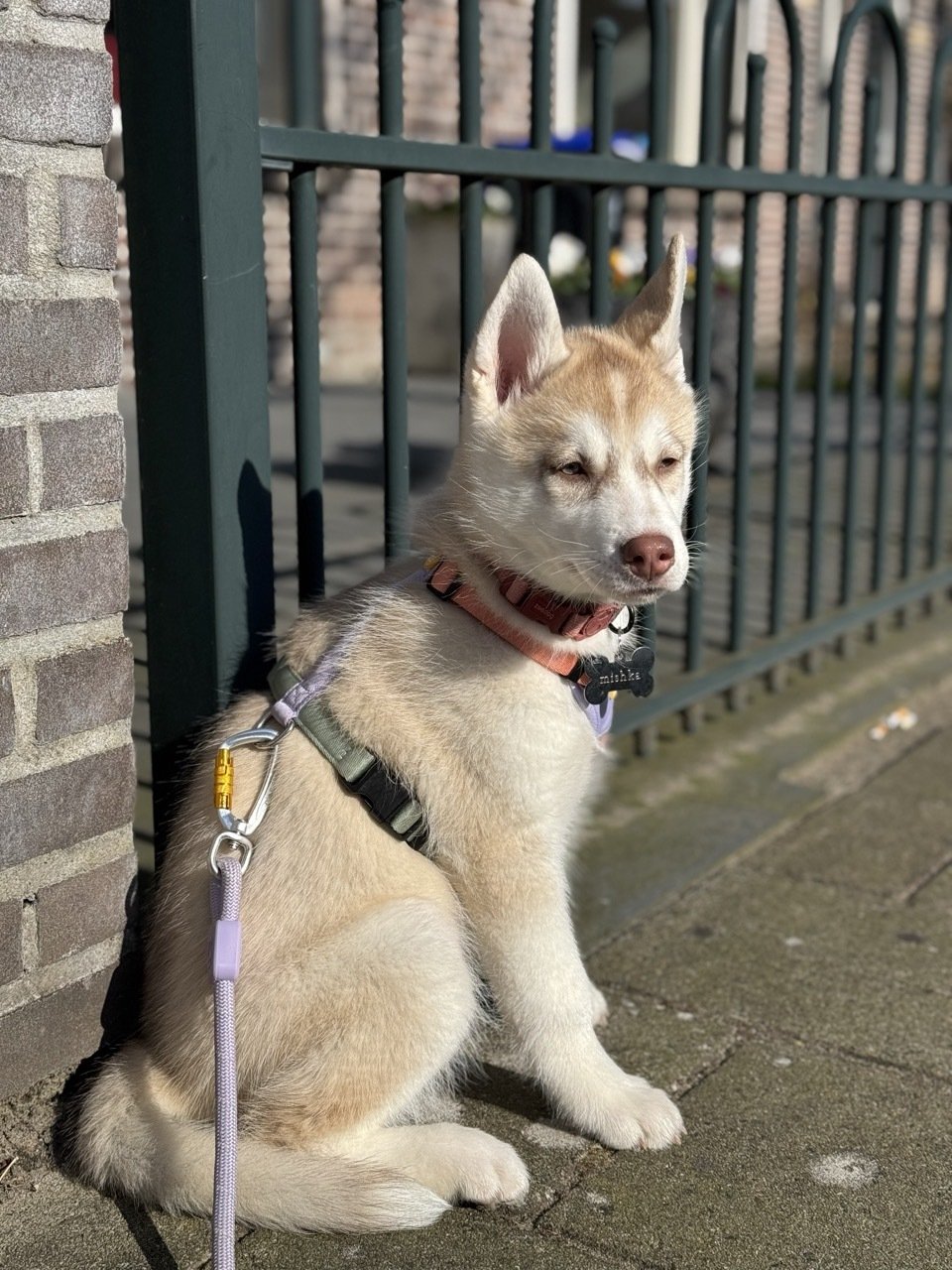 Why we got a husky puppy when everyone told us not to