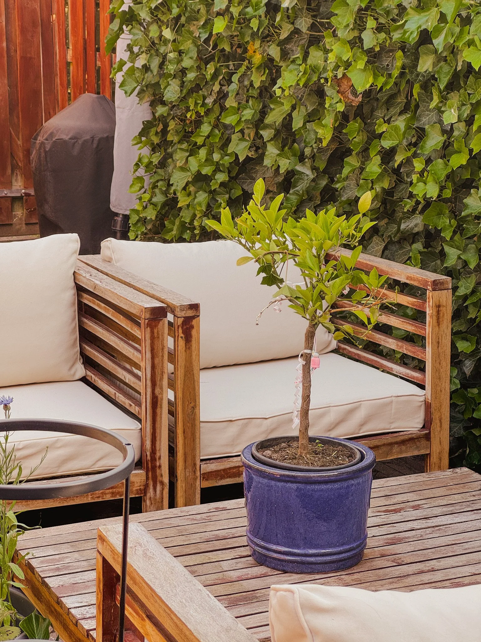 Where to get free or cheap plants in The Netherlands