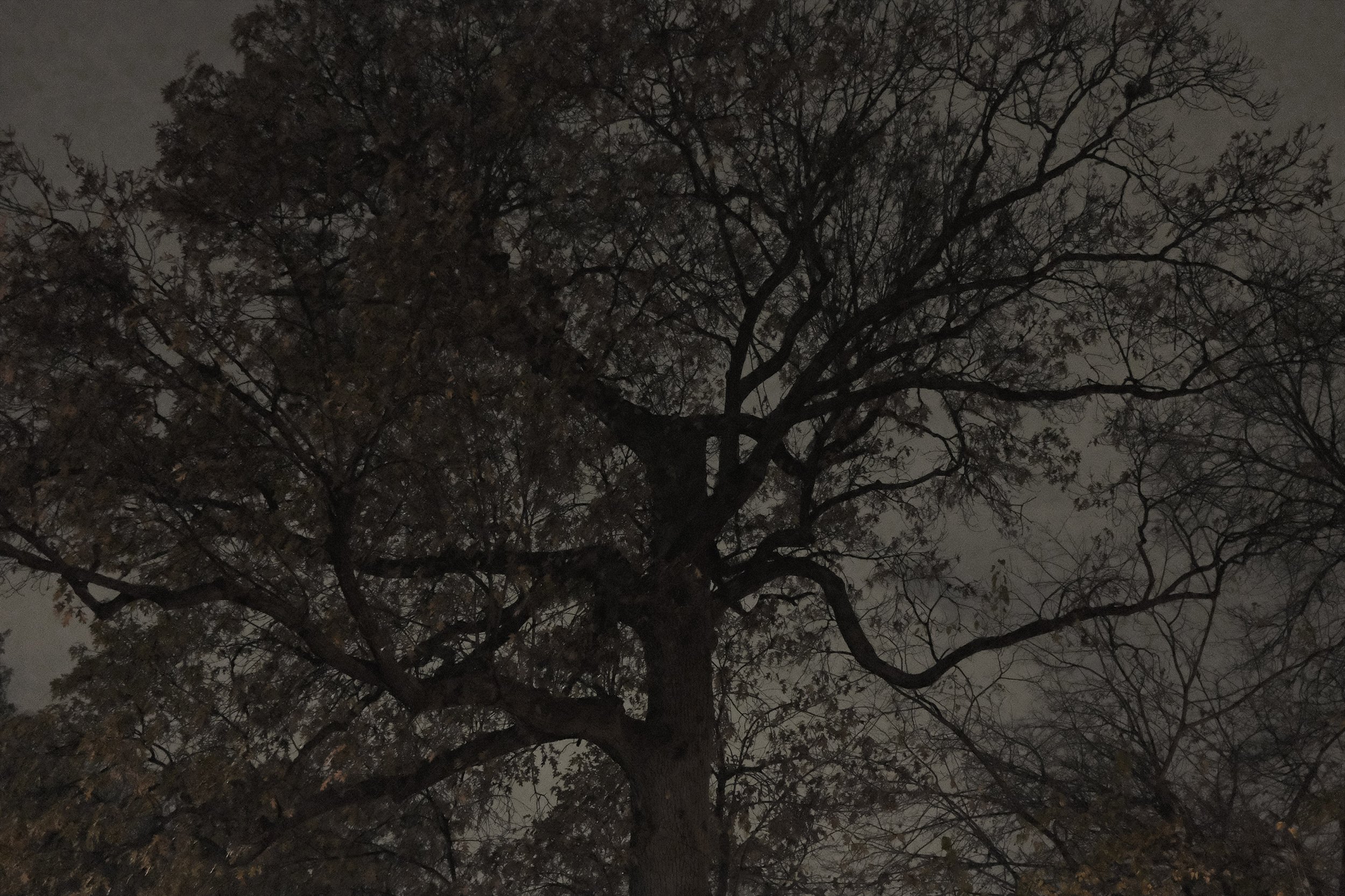 Plants [provisional]