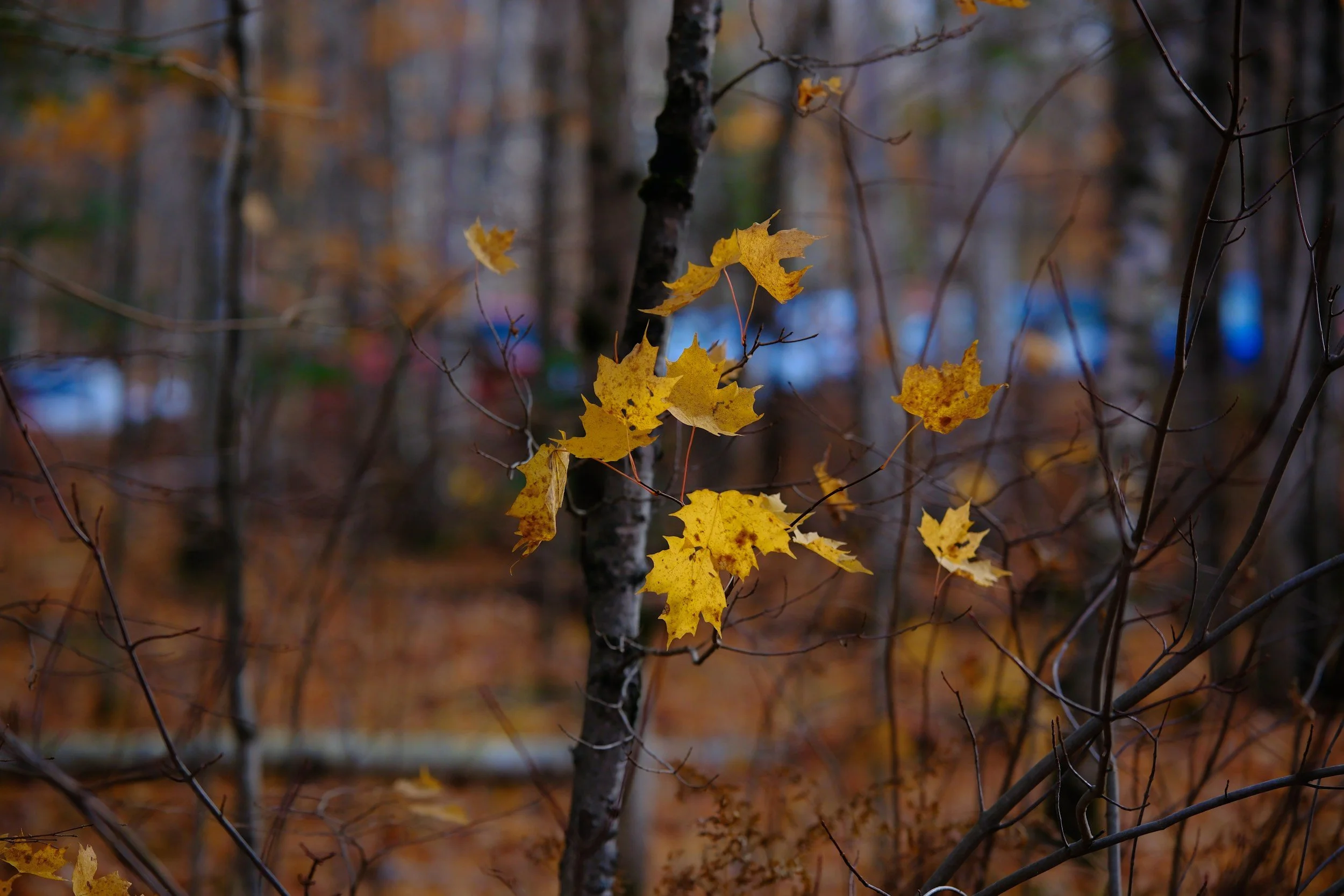 Exploring Fall Tropes: Why We Love the Cozy Season