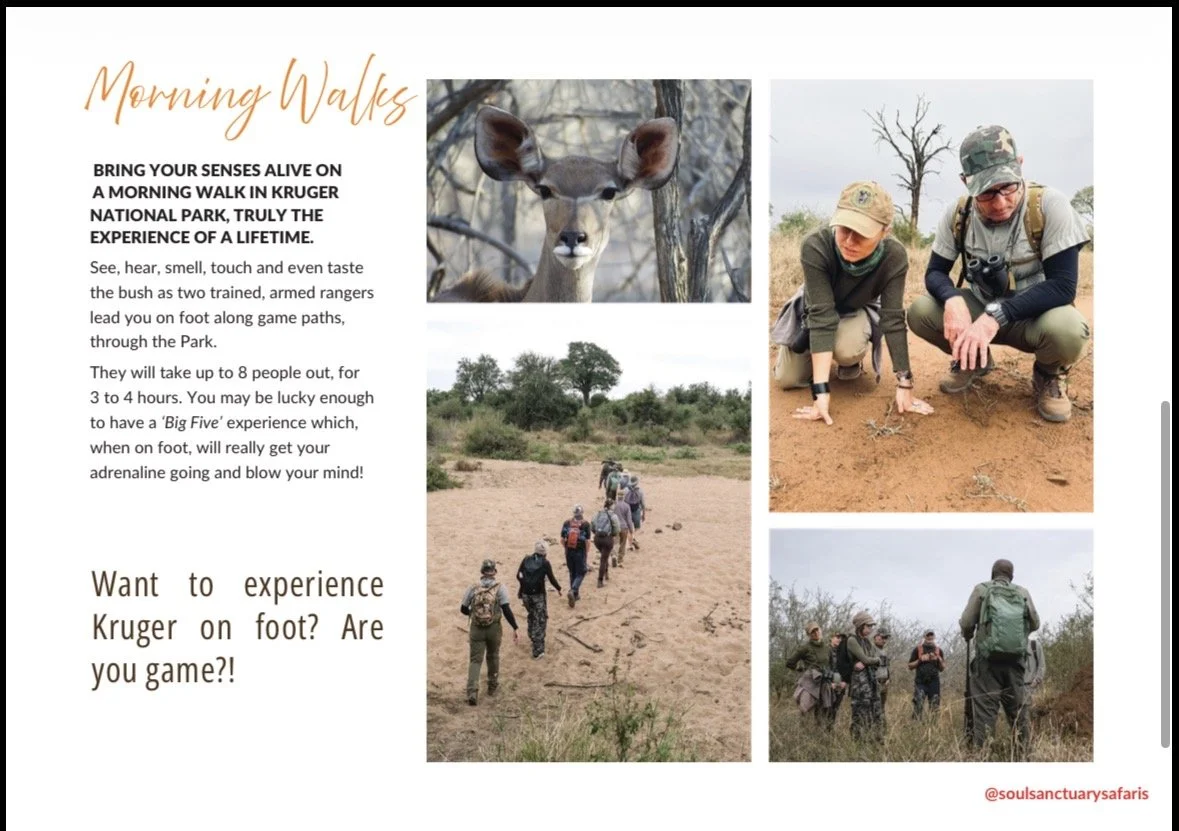 A promotional flyer for morning walks at Kruger National Park with images of a deer, a group of people walking in the park, and two people looking at the ground while on a walk. The flyer encourages bringing senses alive on a park experience.