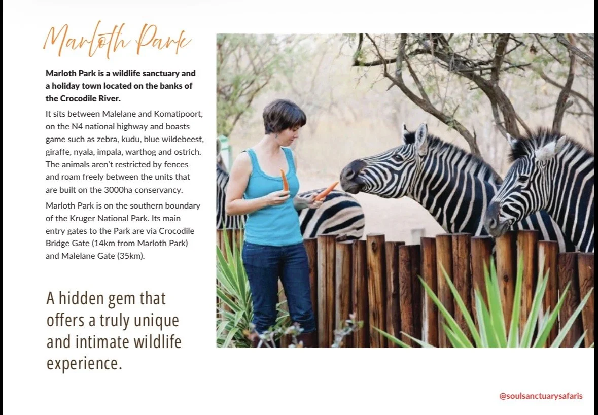A woman standing near a wooden fence feeding zebras at Marloth Park wildlife sanctuary, with trees in the background.
