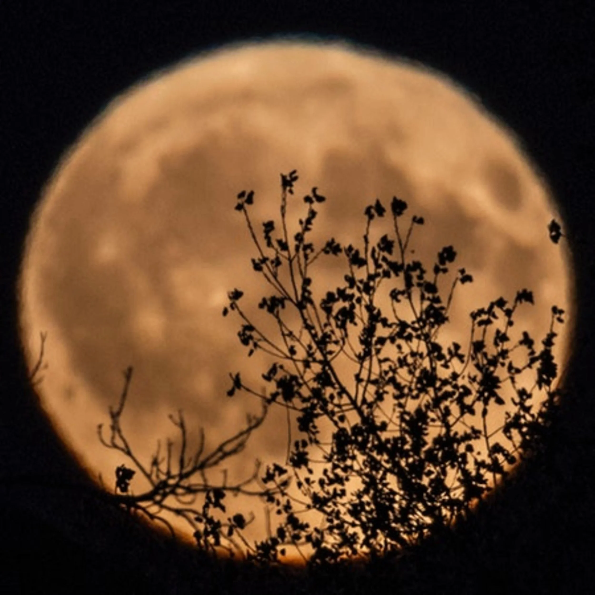 The Moon Illusion (Entry 806.JB3126)