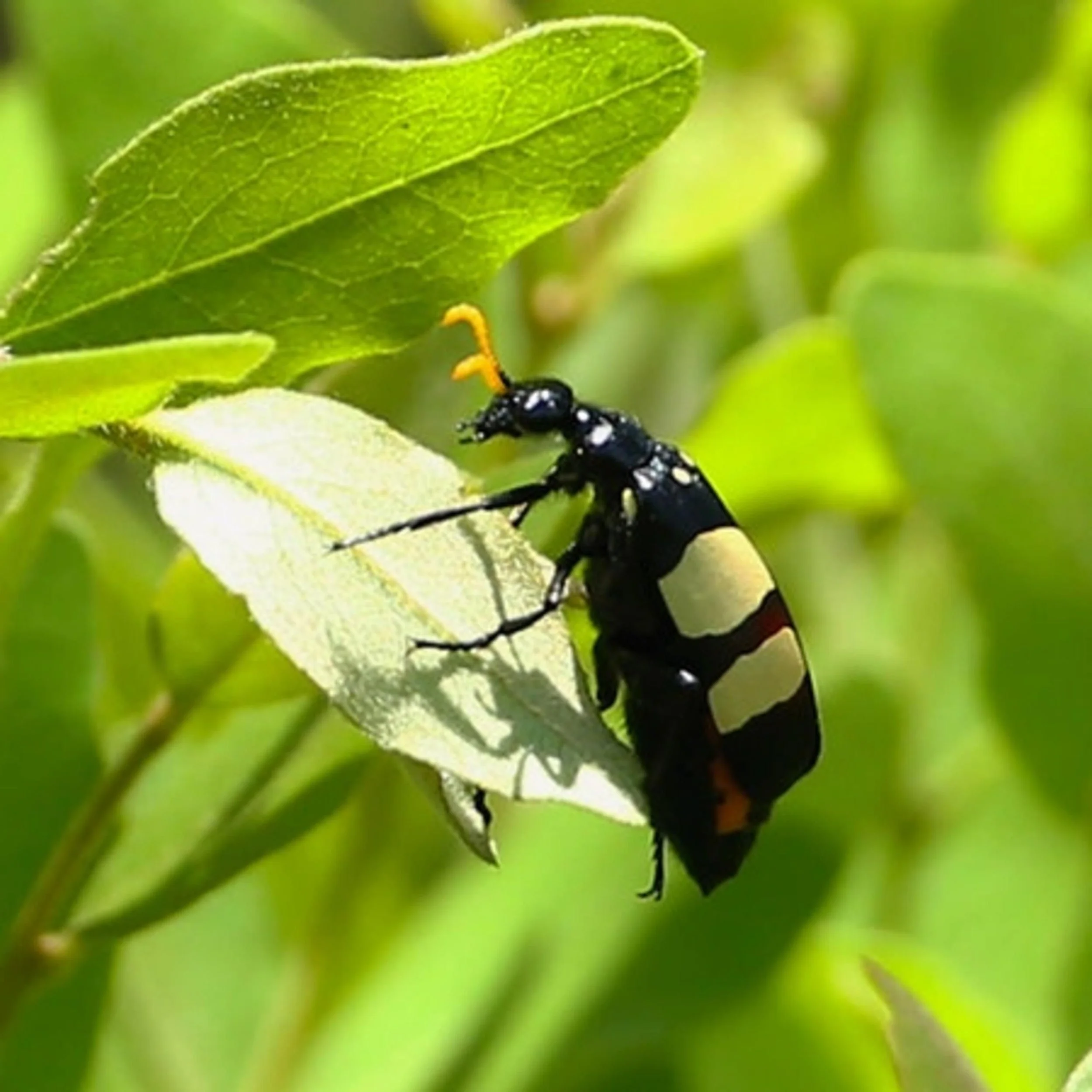 Spanish Fly (Entry 1195.SS0713)