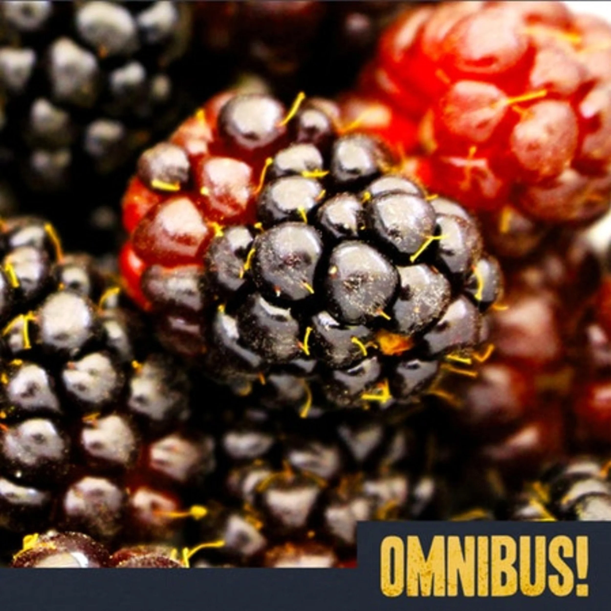 The Boysenberry (Entry 148.LV2519)