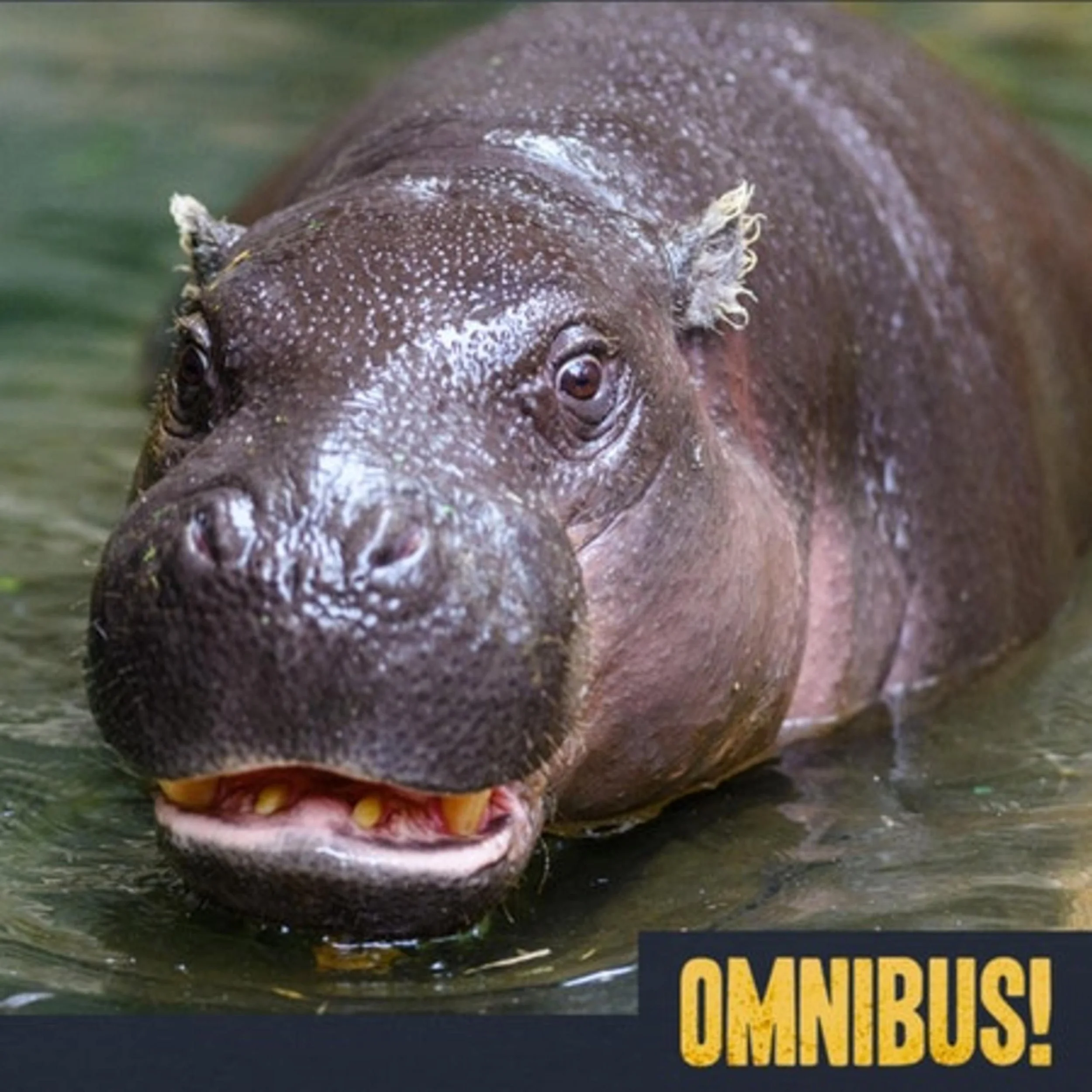 Billy the Pygmy Hippo (Entry 122.JB4024)