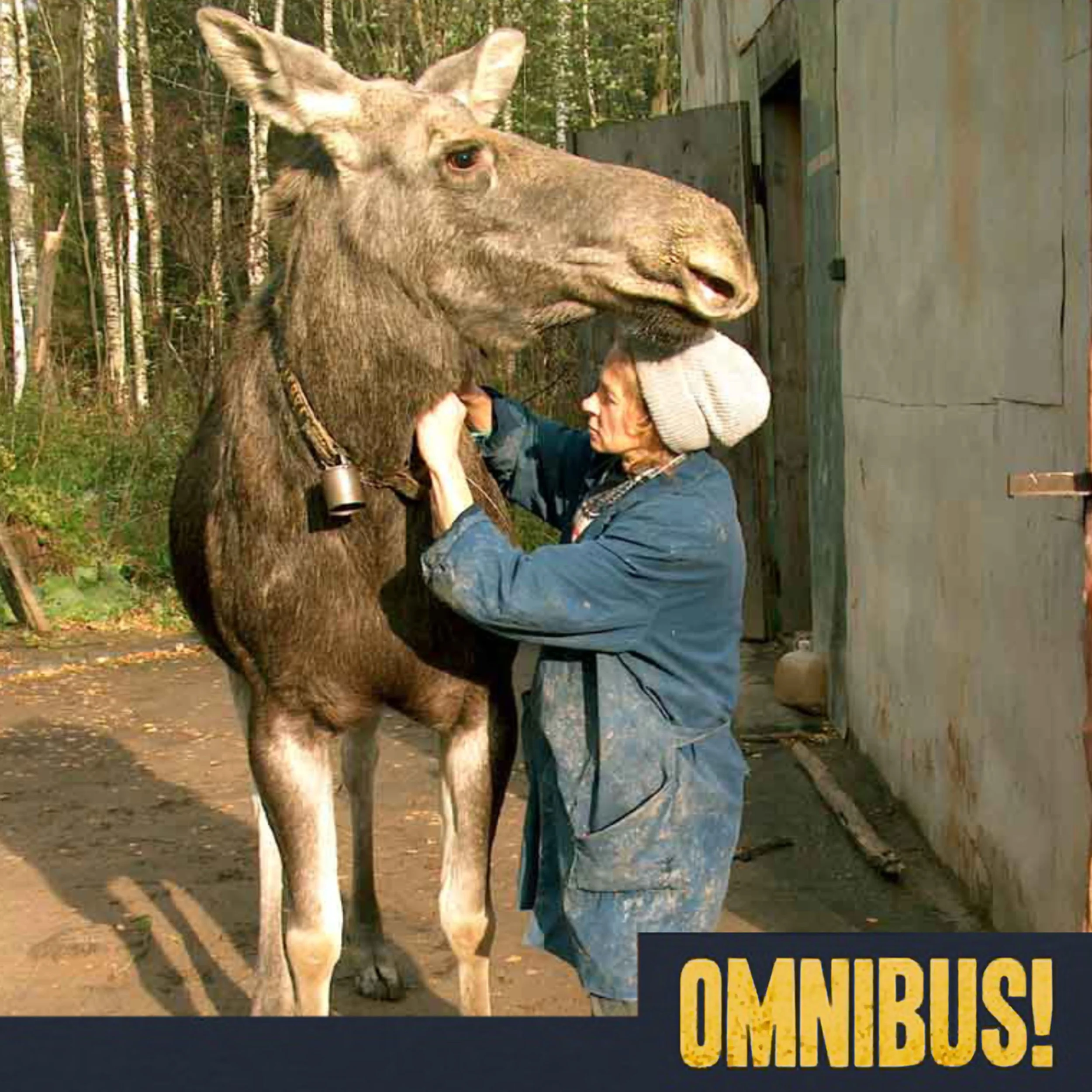 Moose Cheese (Entry 806.JB1010)