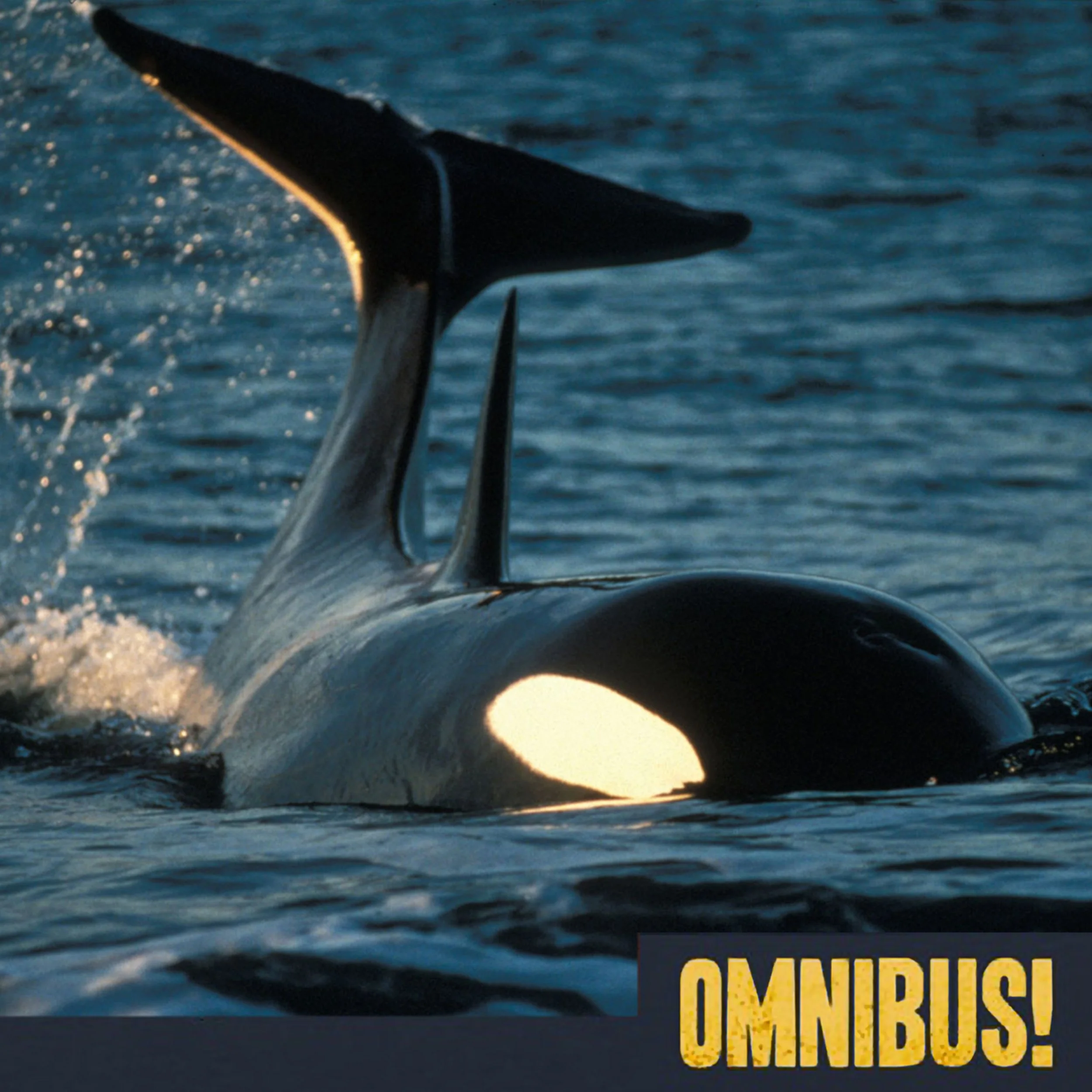 The Law of the Tongue (Entry 705.JB0712)