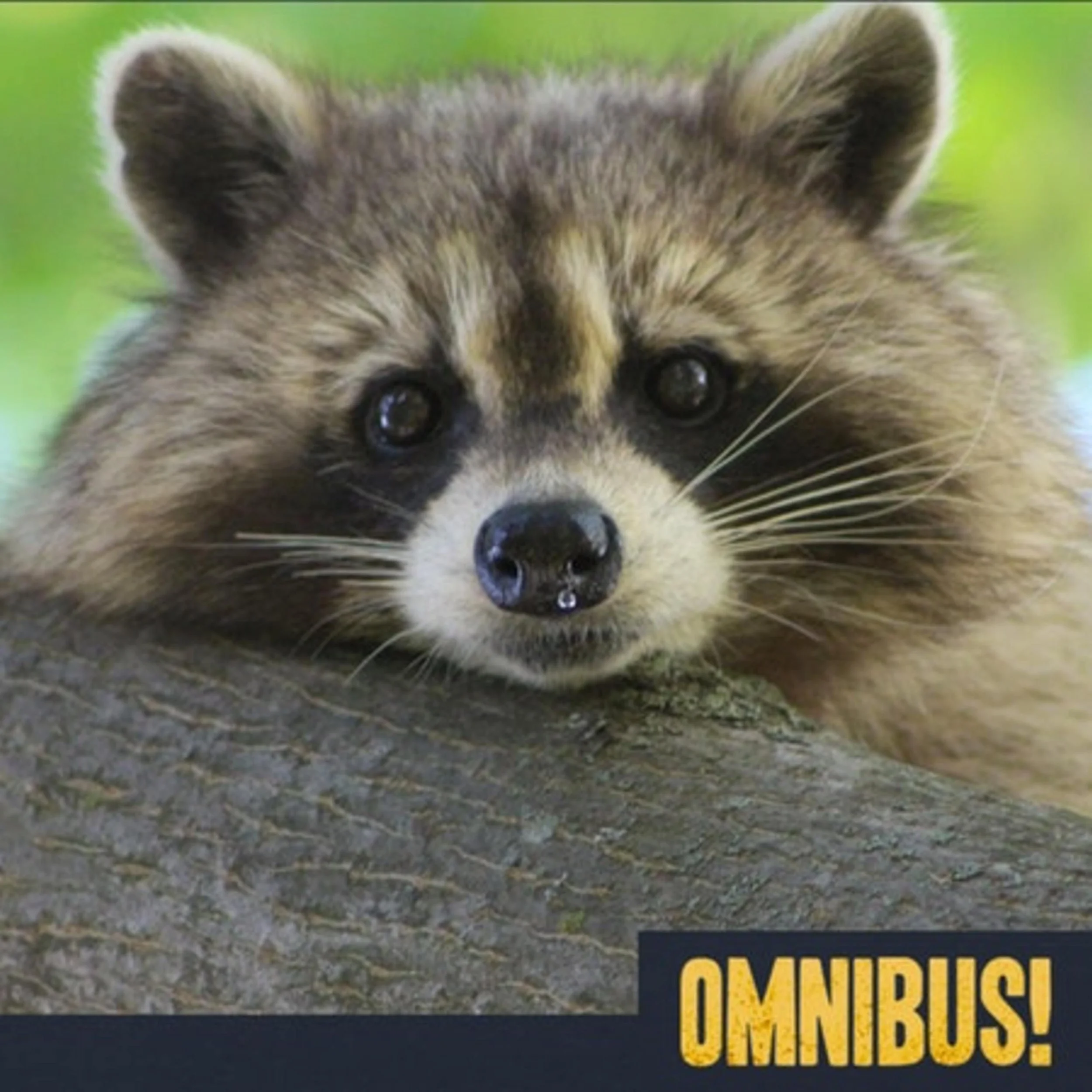 The Washing Bear (Entry 1411.LV2025)