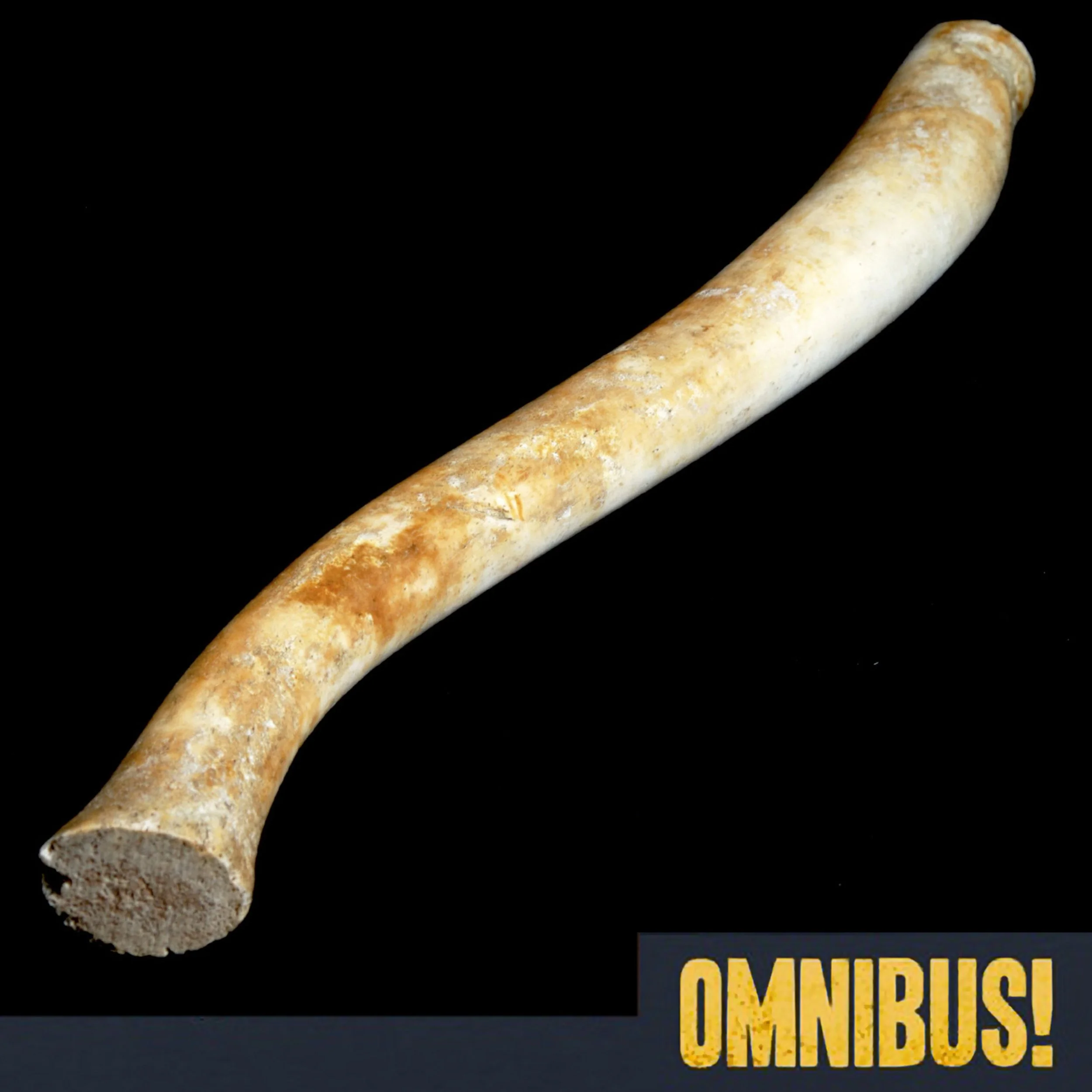 The Oosik (Entry 868.GN0223)