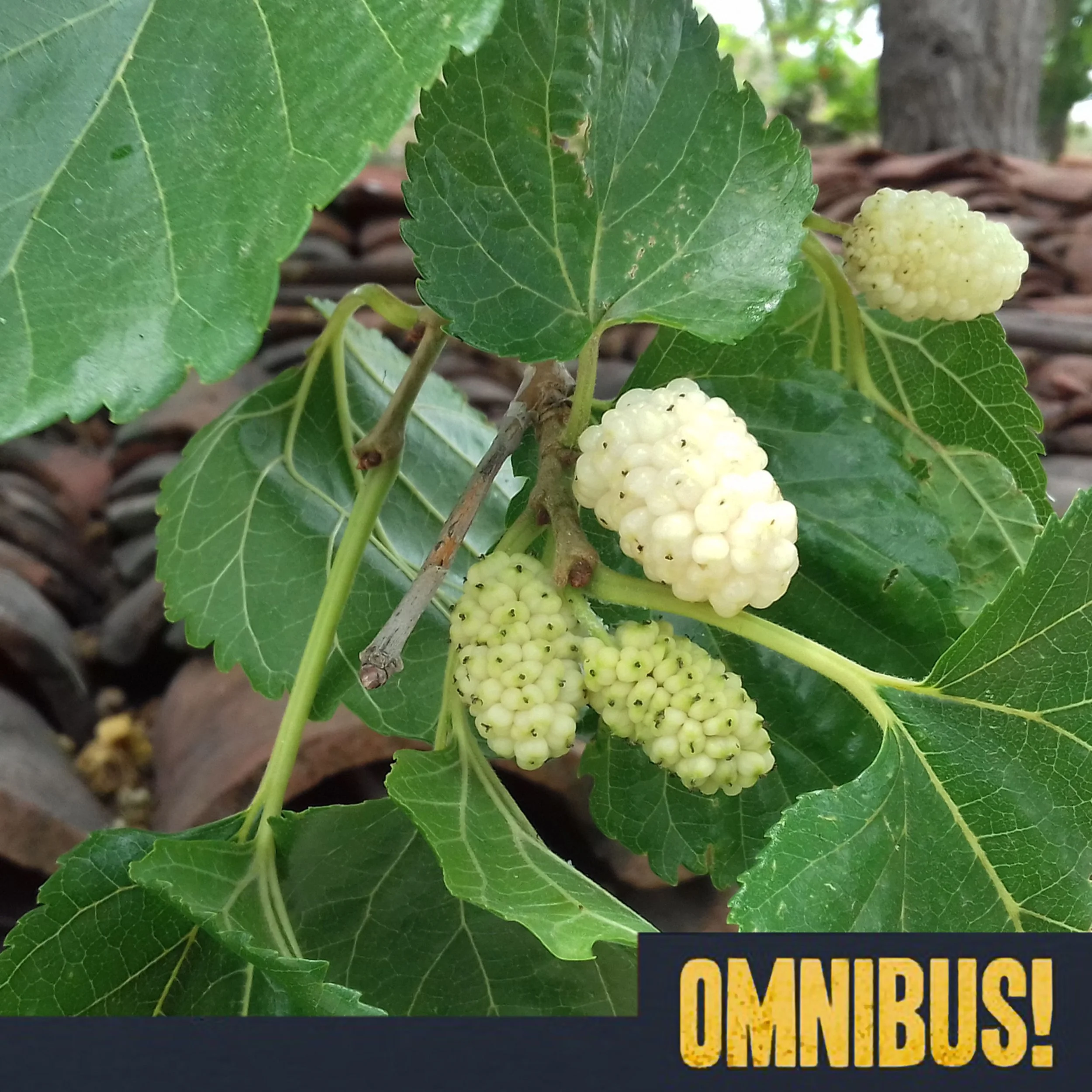  Mulberry Mania (Entry 815.2S0523)