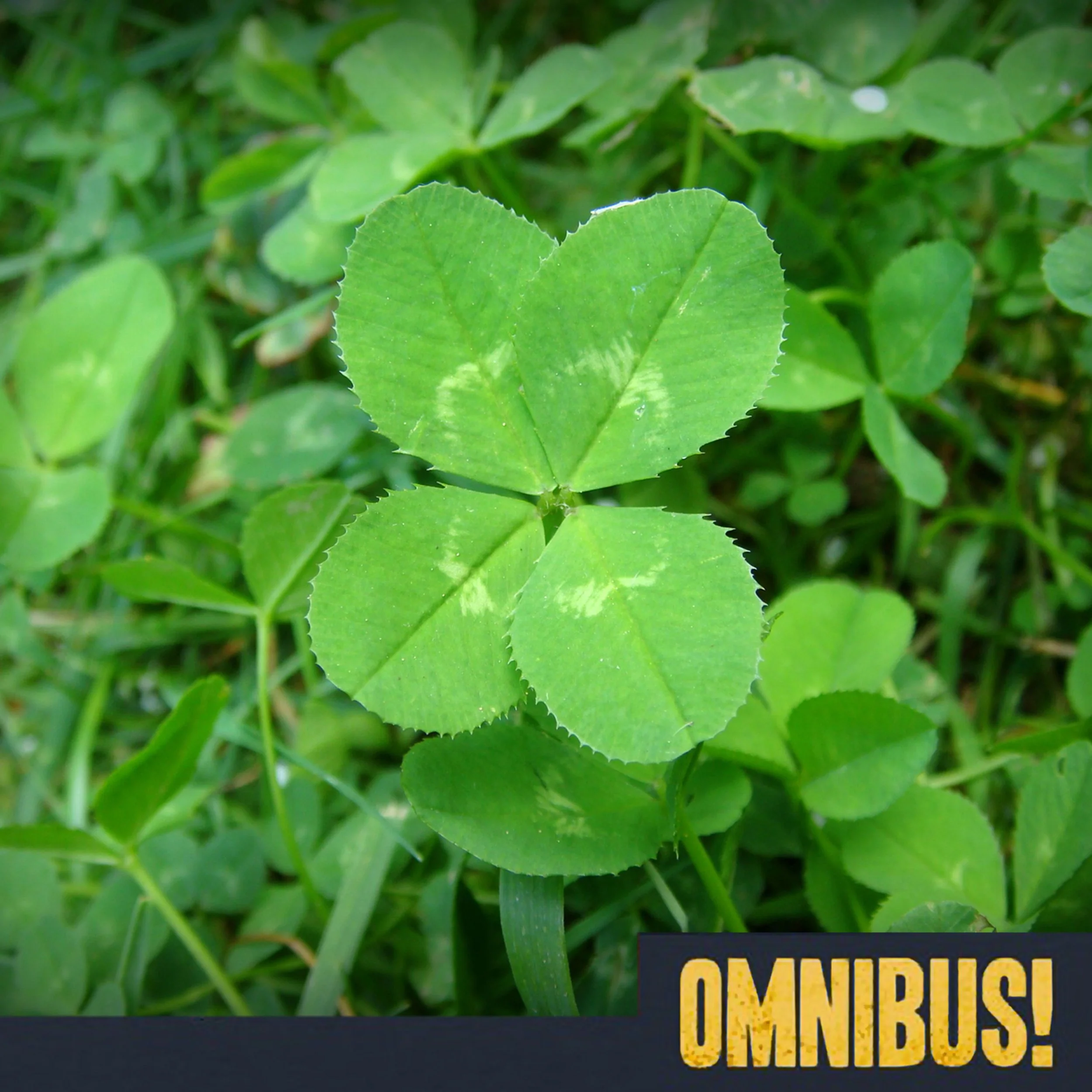 Four-Leaf Clovers (Entry 495.JE3623)