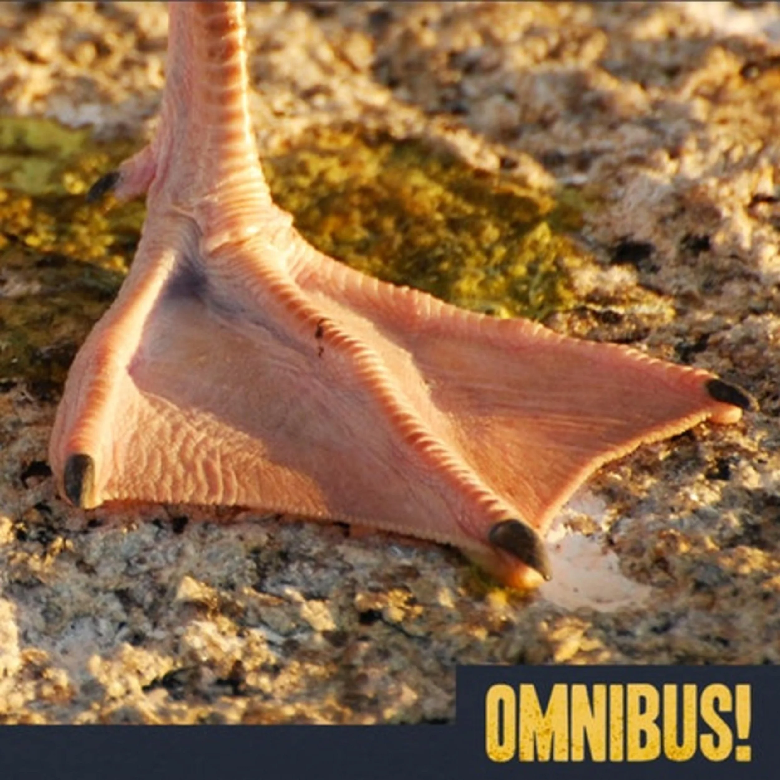 The Cagot (Entry 173.2K0527)