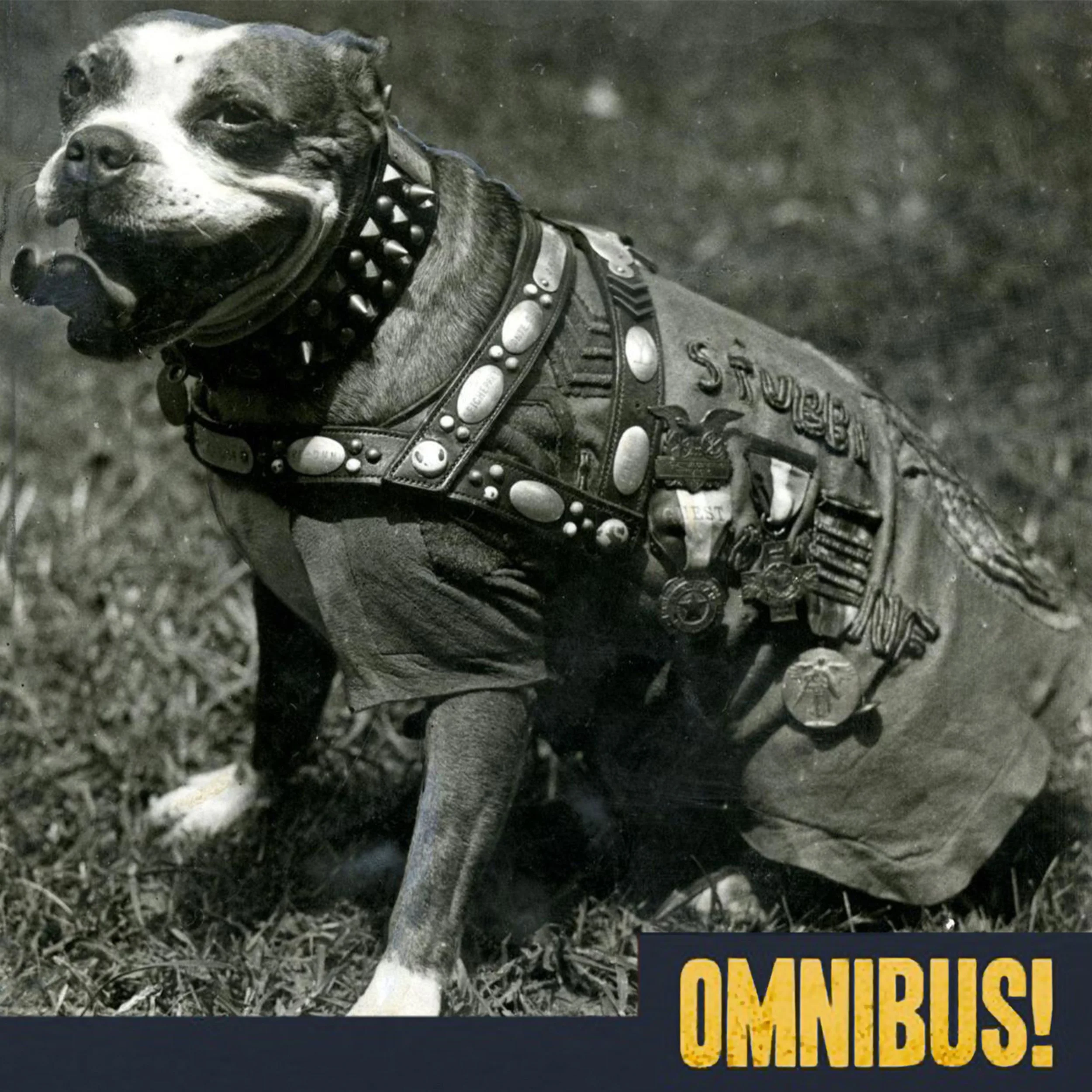 Sergeant Stubby (Entry 1136.PS1848)