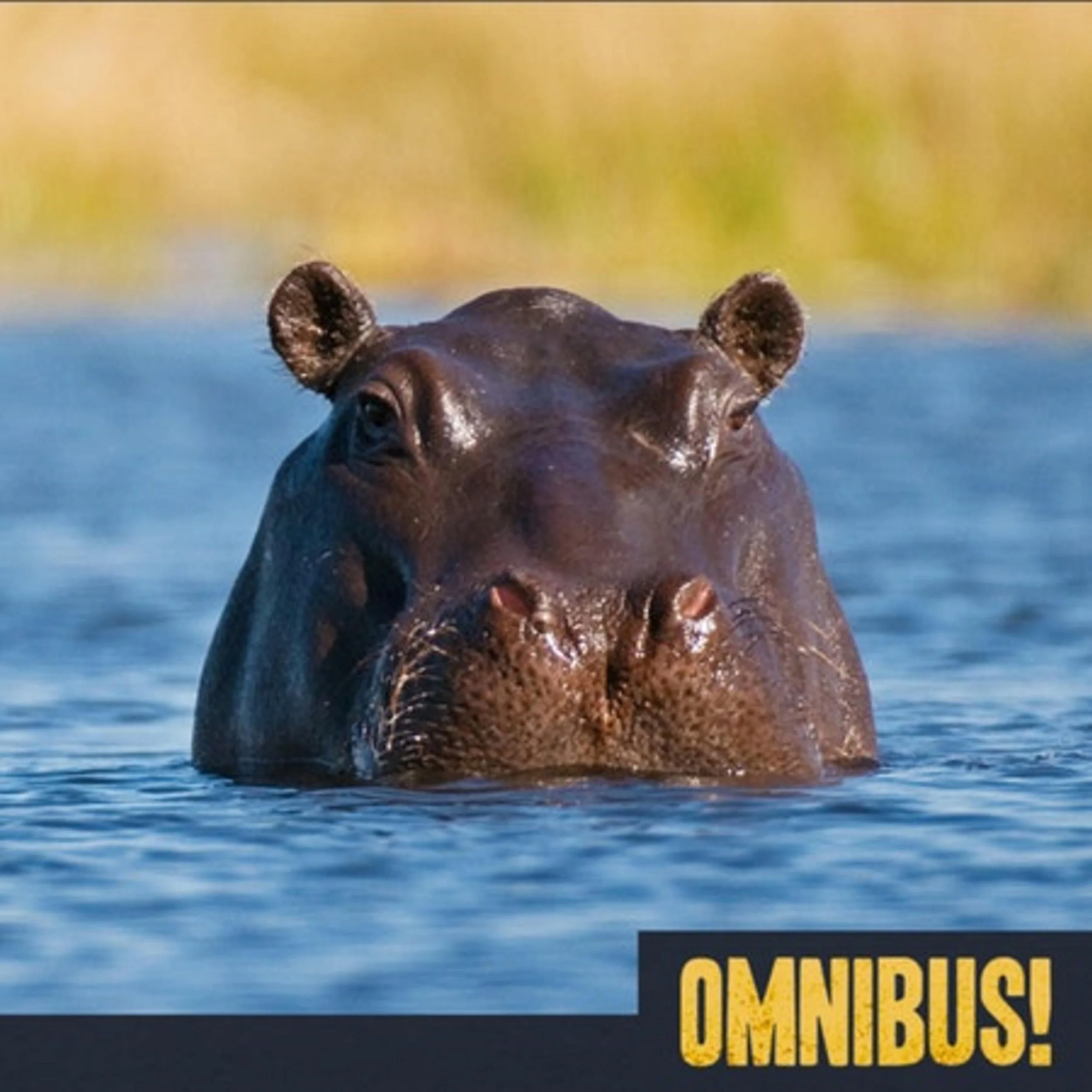 Cocaine Hippos (Entry 238.JB4021)