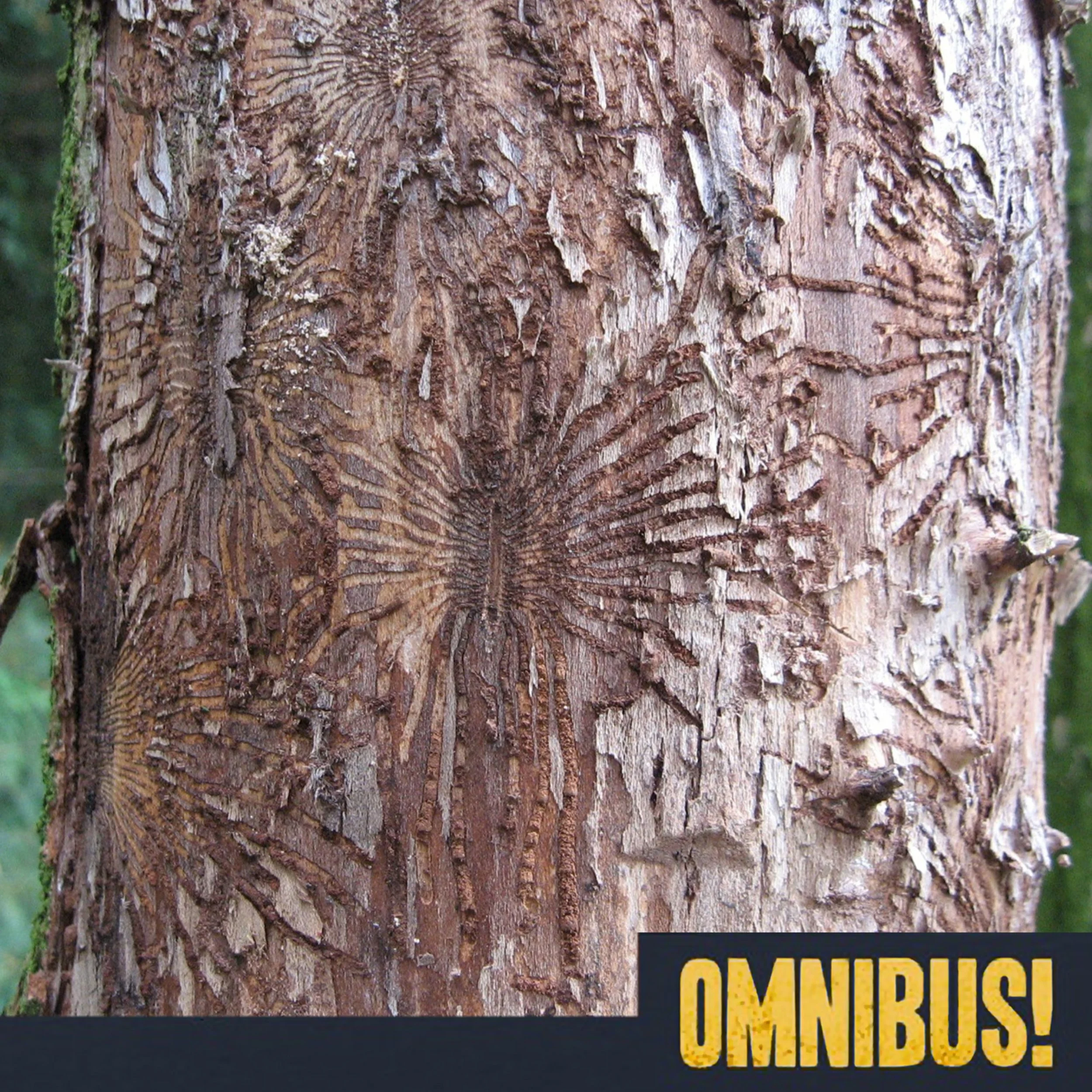 Dutch Elm Disease (Entry 388.JL0112)