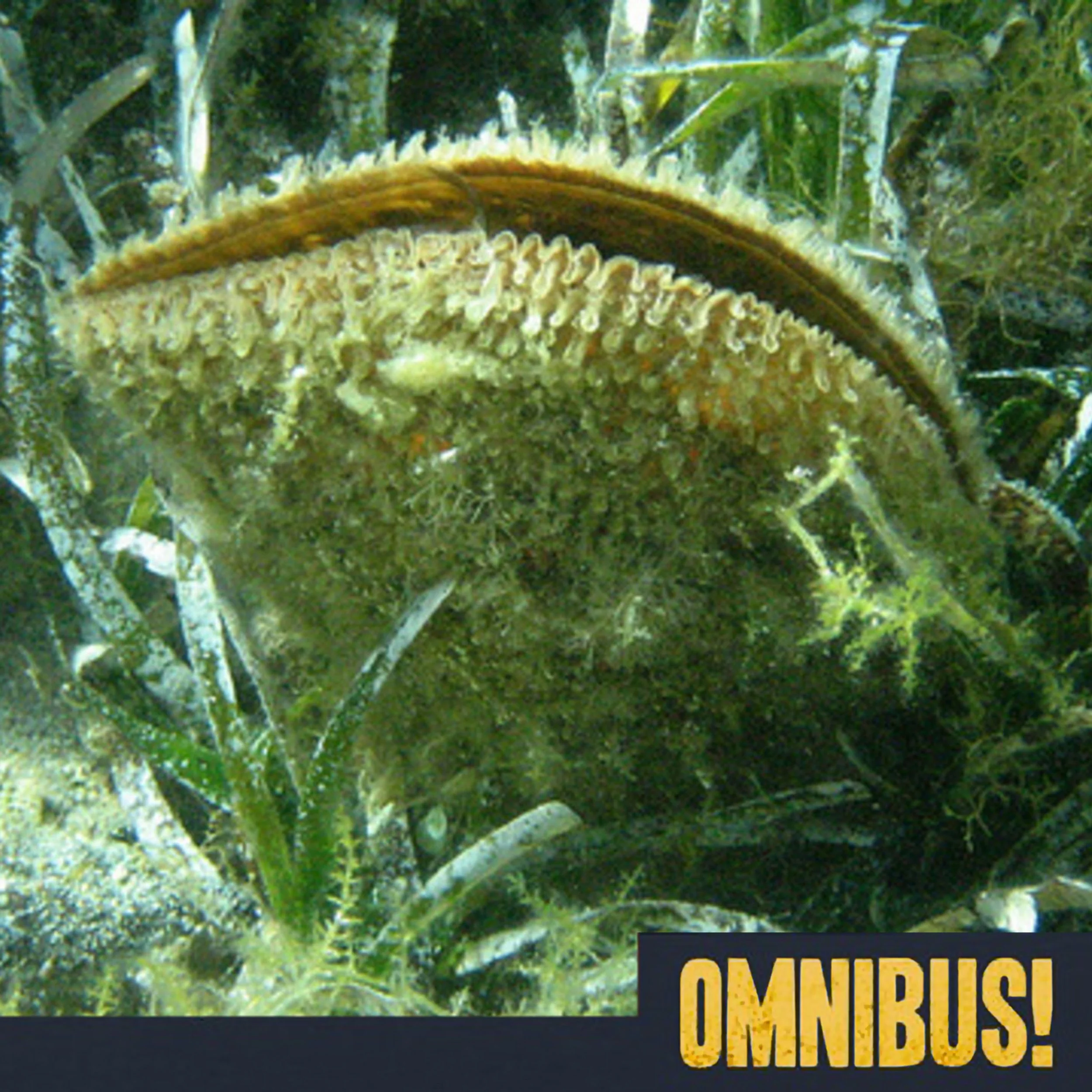  Sea Silk (Entry 1120.EX3816)