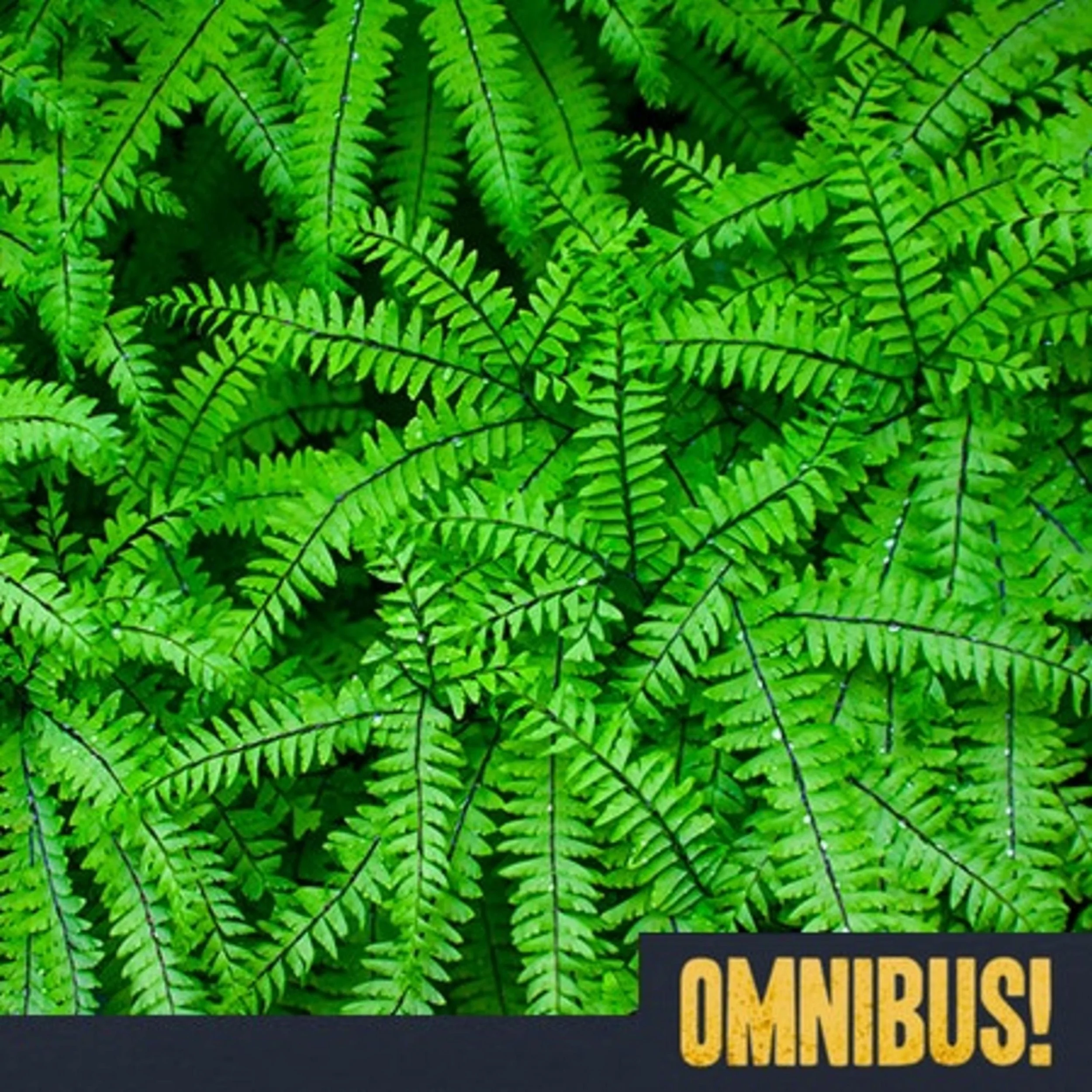 Fern Fever (Entry 462.JB0816)