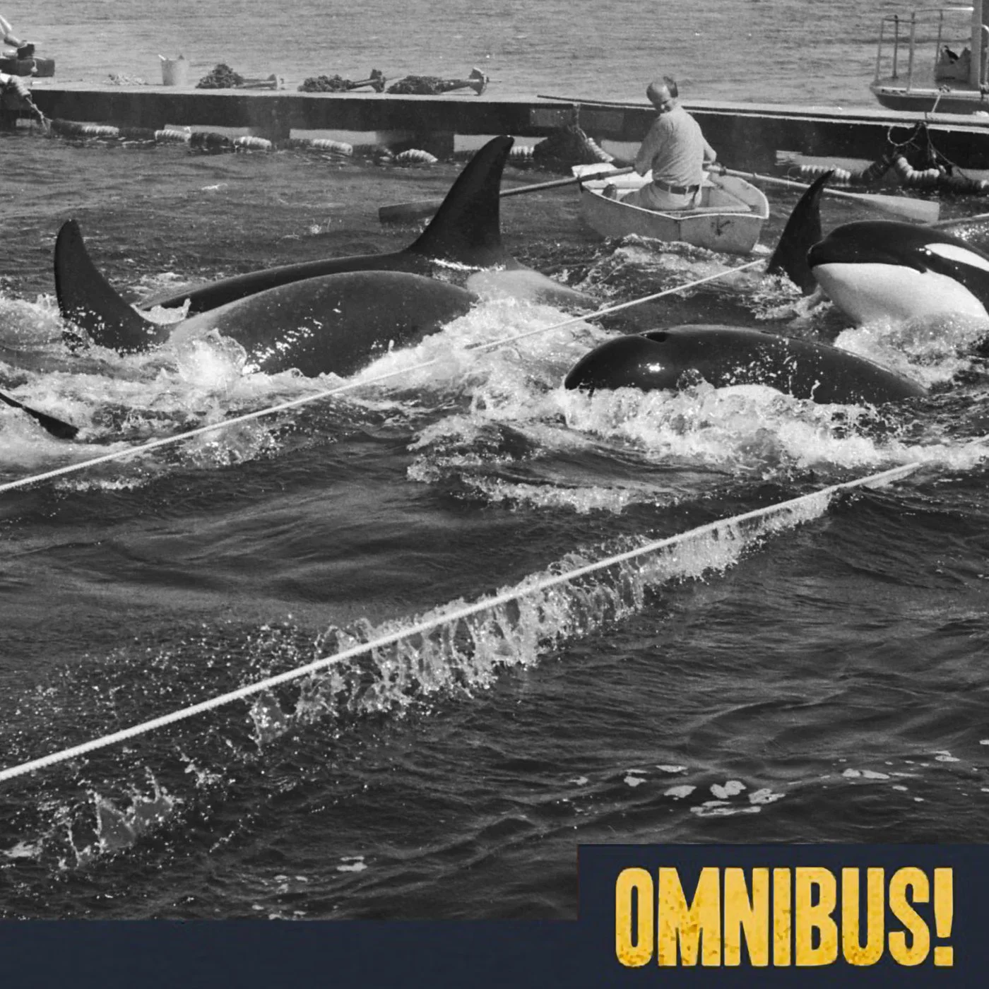 Penn Cove Whale Capture (Entry 916.JB0712)