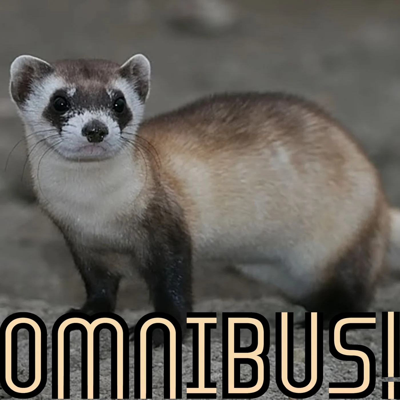 The Black Footed Ferret (Entry 128.PR2725)