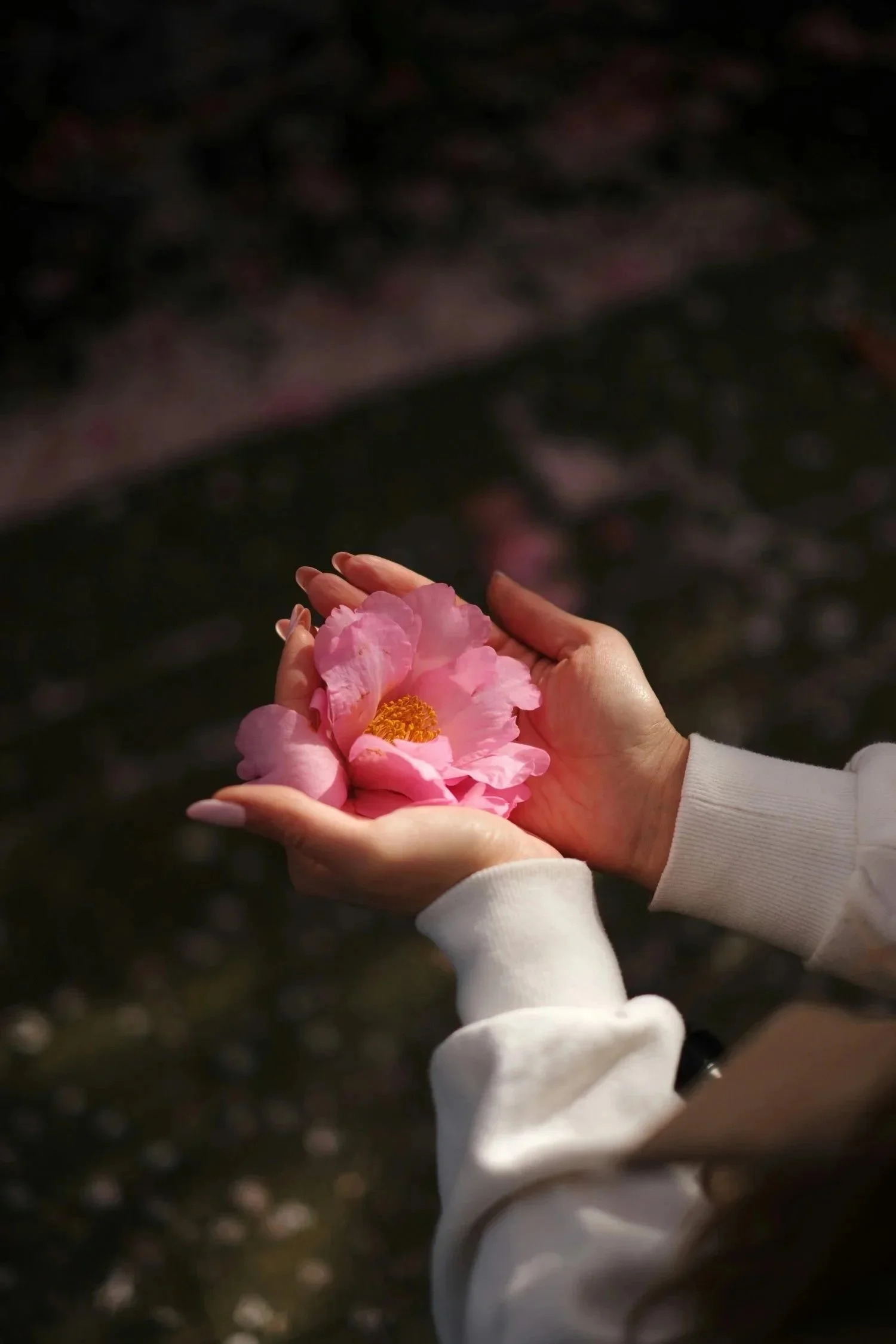 A person holding pink flowers with yellow centers in their hands, wearing a white long-sleeve shirt, with a dark, blurred background.